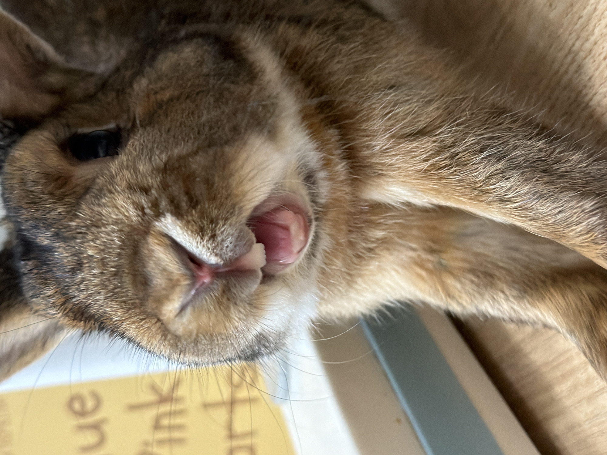 The image shows a close-up, low-angle shot of a brown rabbit's face. The rabbit's mouth is open, revealing its teeth and pink tongue. Its fur is a mix of brown and lighter brown, with some lighter fur around its mouth and chest. In the background, a portion of a yellow object with text, possibly a sign or book, is visible, along with a light blue and white object. The surface the rabbit is on appears to be made of wood. No information regarding the city of Solikamsk, Russia, or any forensic details are present in the image.