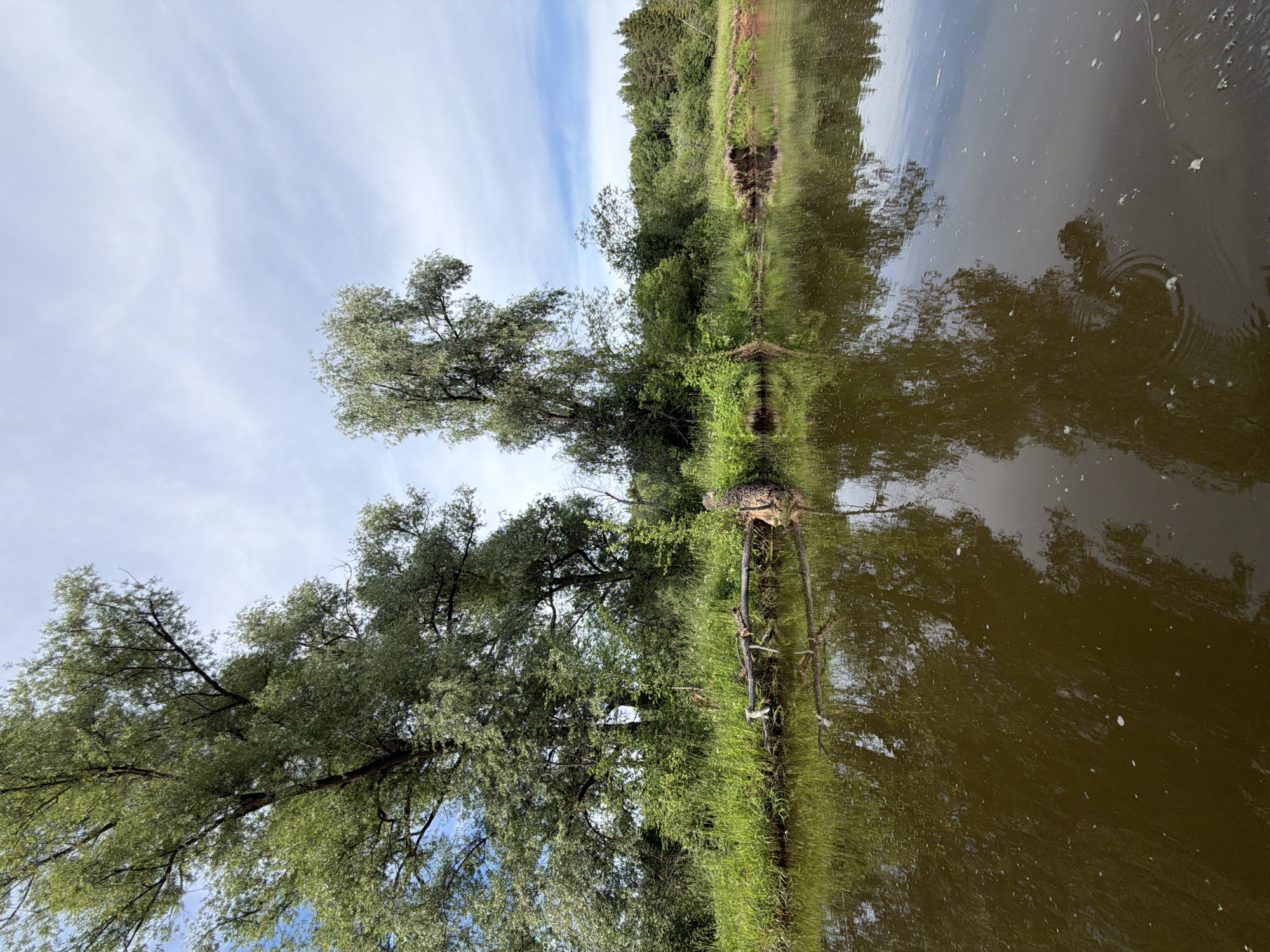 The image depicts a tranquil riverside scene in Garevaya, Russia. The foreground is dominated by the murky, brown water of a river, its surface reflecting the surrounding greenery and sky. Small ripples and occasional white bubbles disturb the otherwise calm water. Along the riverbank, lush green grass and dense vegetation thrive. Several trees stand tall, their branches laden with leaves, casting shadows on the water. One prominent tree on the left side is particularly large, its canopy reaching high into the partly cloudy sky. Another, slightly smaller tree stands to its right. In the middle ground, a fallen tree trunk rests partially submerged in the water, its weathered wood stark against the vibrant green of the embankment. Further back, a dense forest of trees forms a natural backdrop, with a clear sky visible above, punctuated by scattered white clouds. The overall impression is one of natural beauty and serenity.