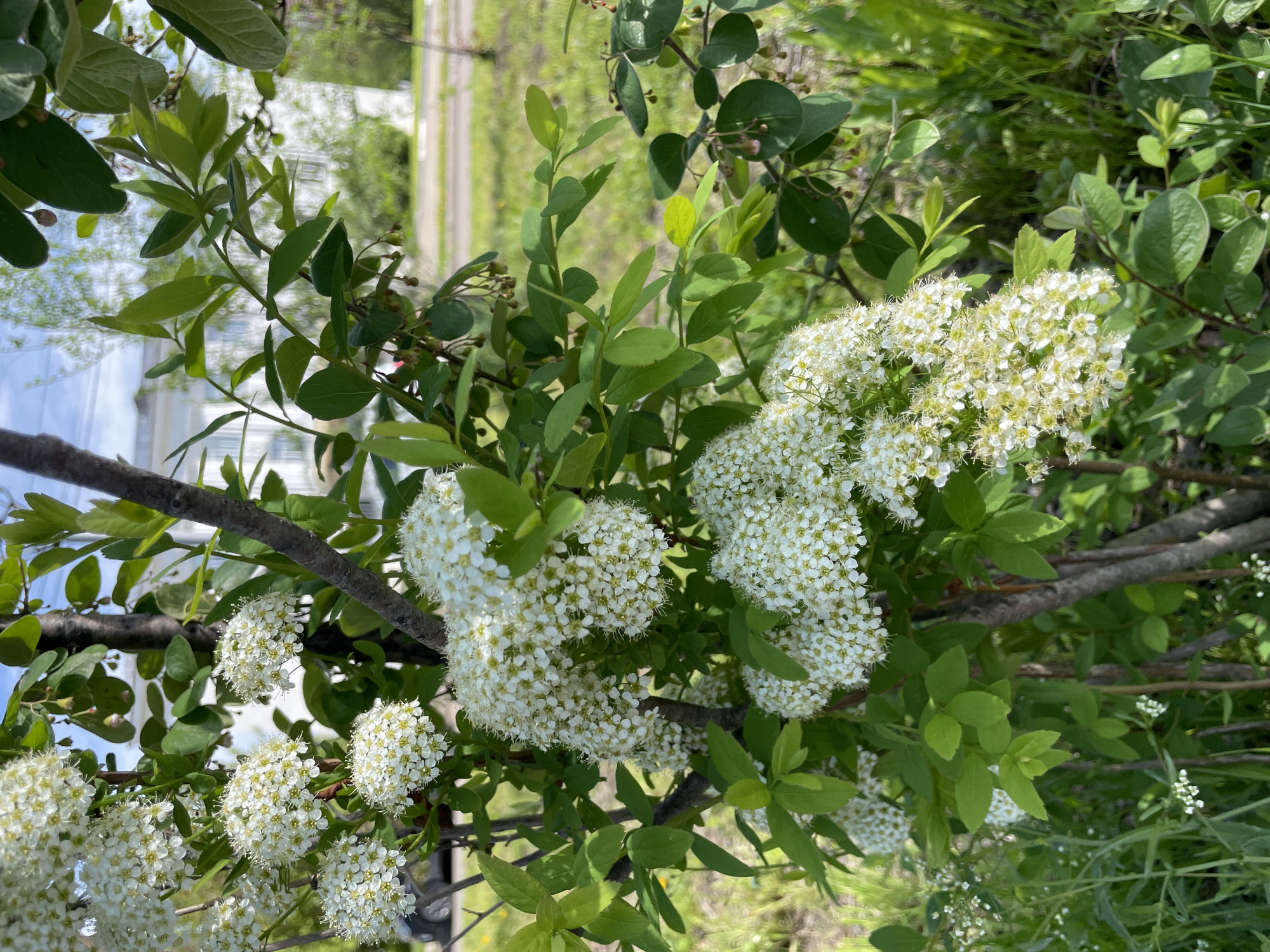 The image features a shrub with small, round, clustered white flowers and green leaves. The shrub appears to be in bloom, with a profusion of the white flowers. The branches are visible, and the overall impression is one of natural beauty. The background is slightly blurred, suggesting an outdoor setting. Due to the orientation of the camera, one can see elements of a street with a building behind the trees. Based on the prompt information, the location is likely in Zheleznogorsk, Russia. The image does not contain people, subjects, objects, actions, or interactions, so the environmental elements and the shrub are the most important features.