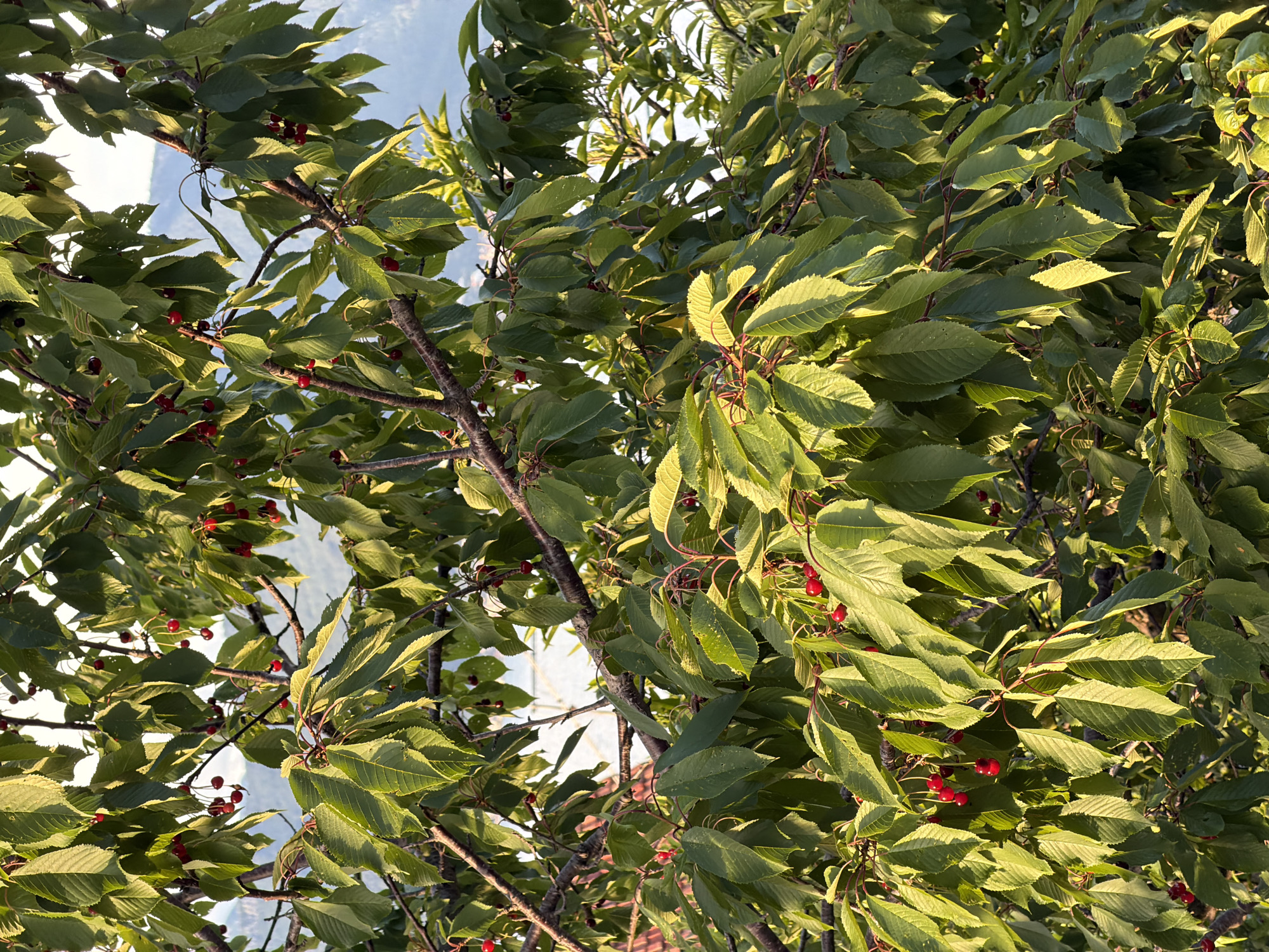 The image shows a cherry tree with ripe red cherries among green leaves. The tree is located in Krašići, Montenegro. The sky is visible through the branches and leaves.