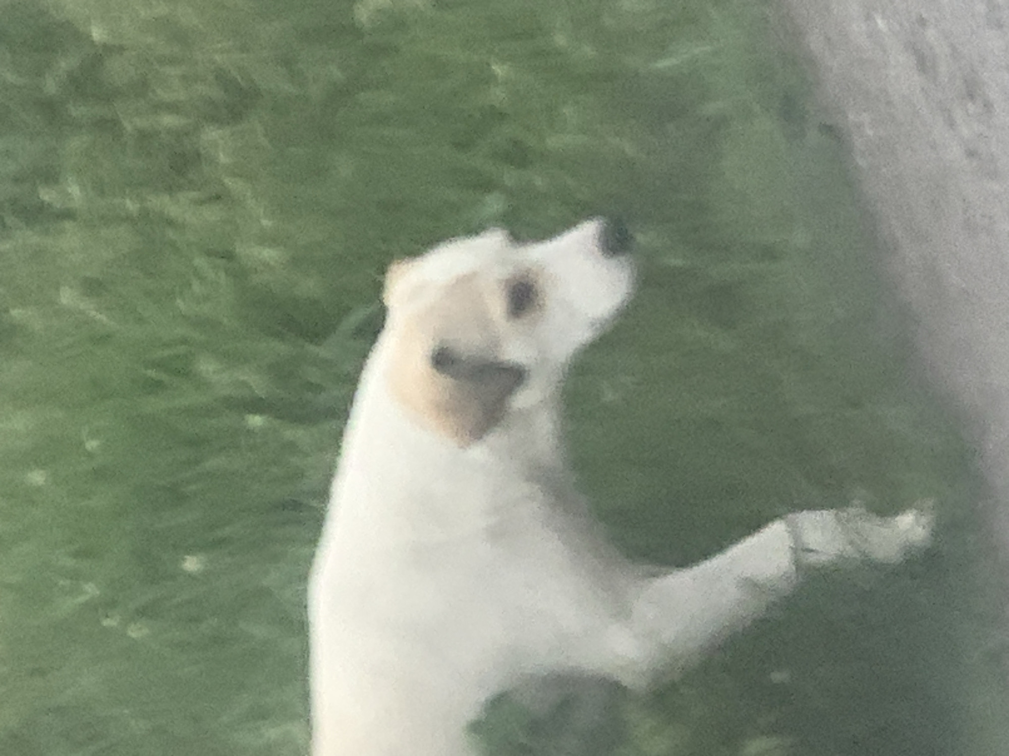 An off-white dog, marked with tan on its ears and the side of its head, walks on green grass next to a light grey path in Gyumri, Armenia. The dog is positioned mid-frame, facing right with its head lowered and looking towards the ground. Its coat is short, and its muzzle appears dark. Dense green foliage forms the background. No collar or other identifying features are visible on the dog.