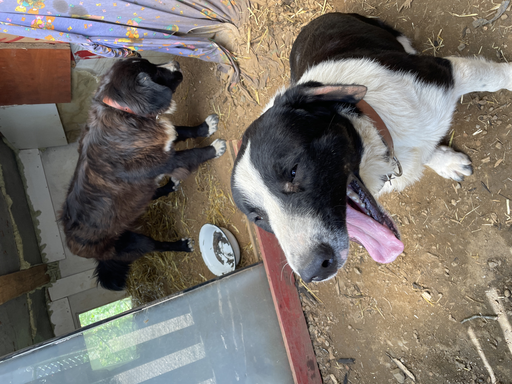 Two dogs are lying on the ground inside a structure. One dog is mostly black and brown and is wearing a pink collar, lying on hay near a white bowl and a structure made of light grey blocks with a window offering a glimpse of green outside. The other dog is black and white and has its mouth open, revealing its tongue, lying on the ground near loose hay. The environment appears to be an animal shelter in Zlatograd, Bulgaria.