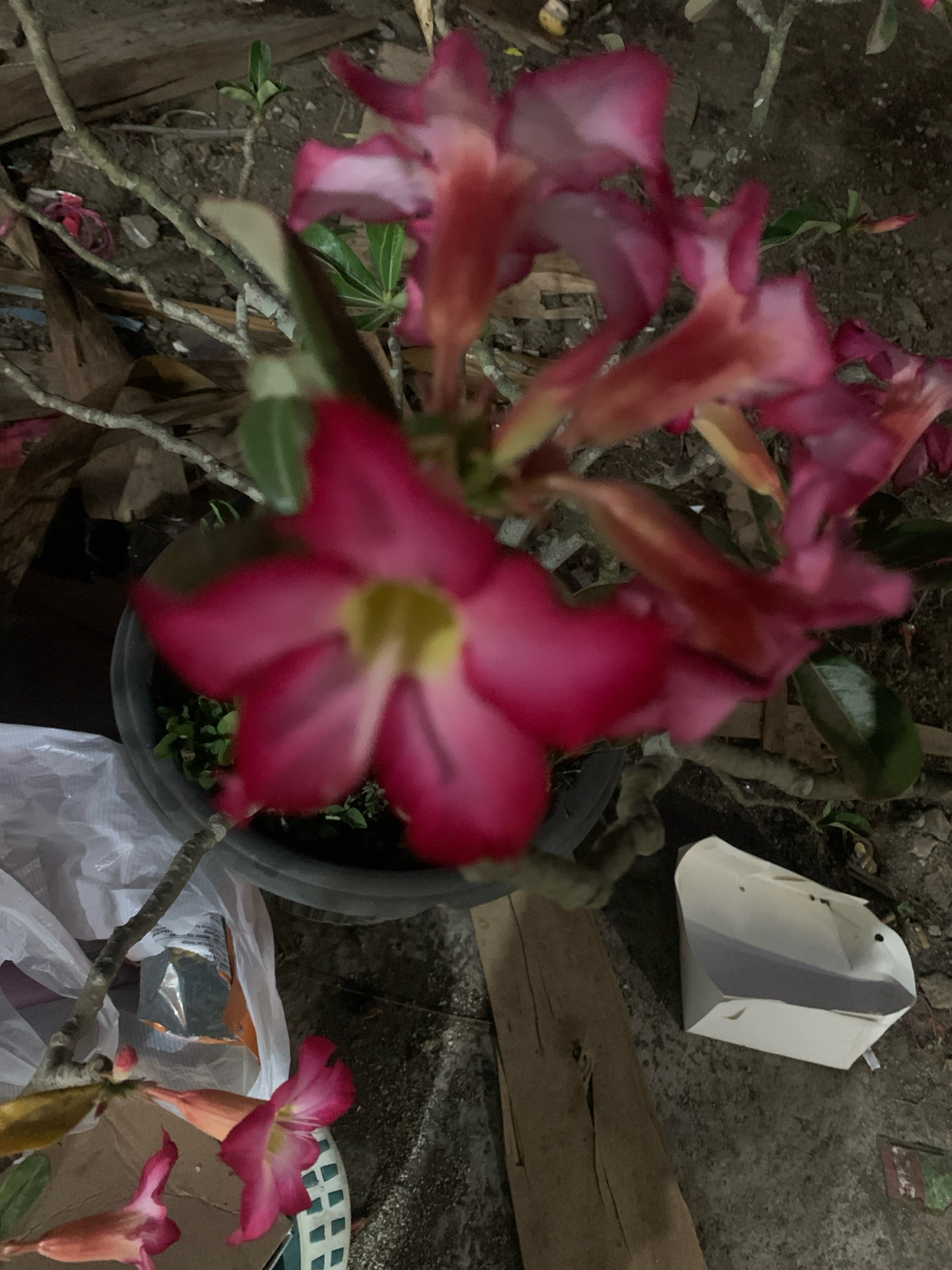 The image shows a cluster of pink desert rose flowers in a pot. The pot is on the ground, which appears to be dirt or gravel. There are also some dried leaves and branches scattered around. To the left of the pot, there is a white plastic bag. To the right of the pot, there is a white cardboard box. The scene is outdoors, and the lighting suggests it may be evening or nighttime. The location is identified as Bululawang, Indonesia. There are no people or animals visible in the image.