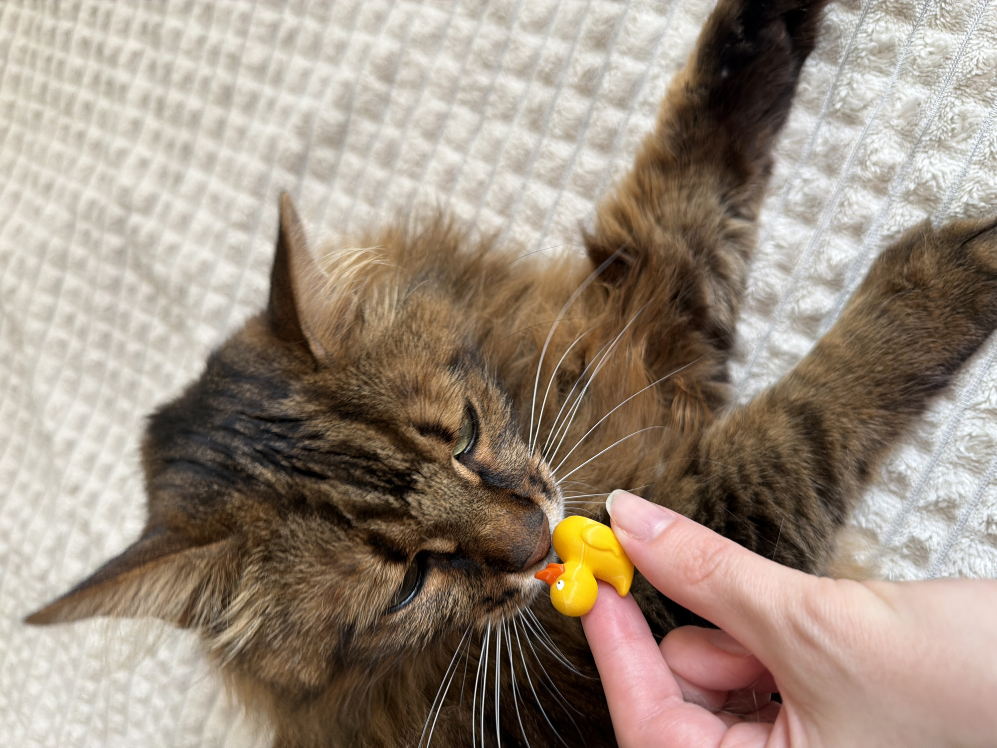 A close-up, eye-level shot shows a fluffy, brown tabby cat with green eyes lying on a textured, white blanket. The cat is nuzzling a small, bright yellow rubber duck toy held by a human hand in the foreground. The hand has light skin and is positioned on the left side of the frame, with the thumb and index finger gently holding the duck. The cat's face is in focus, with its whiskers prominently displayed. The background is softly blurred, showing the quilted pattern of the blanket. The scene appears to be indoors, likely in a residential setting, with no discernible features of Kyiv, Ukraine.