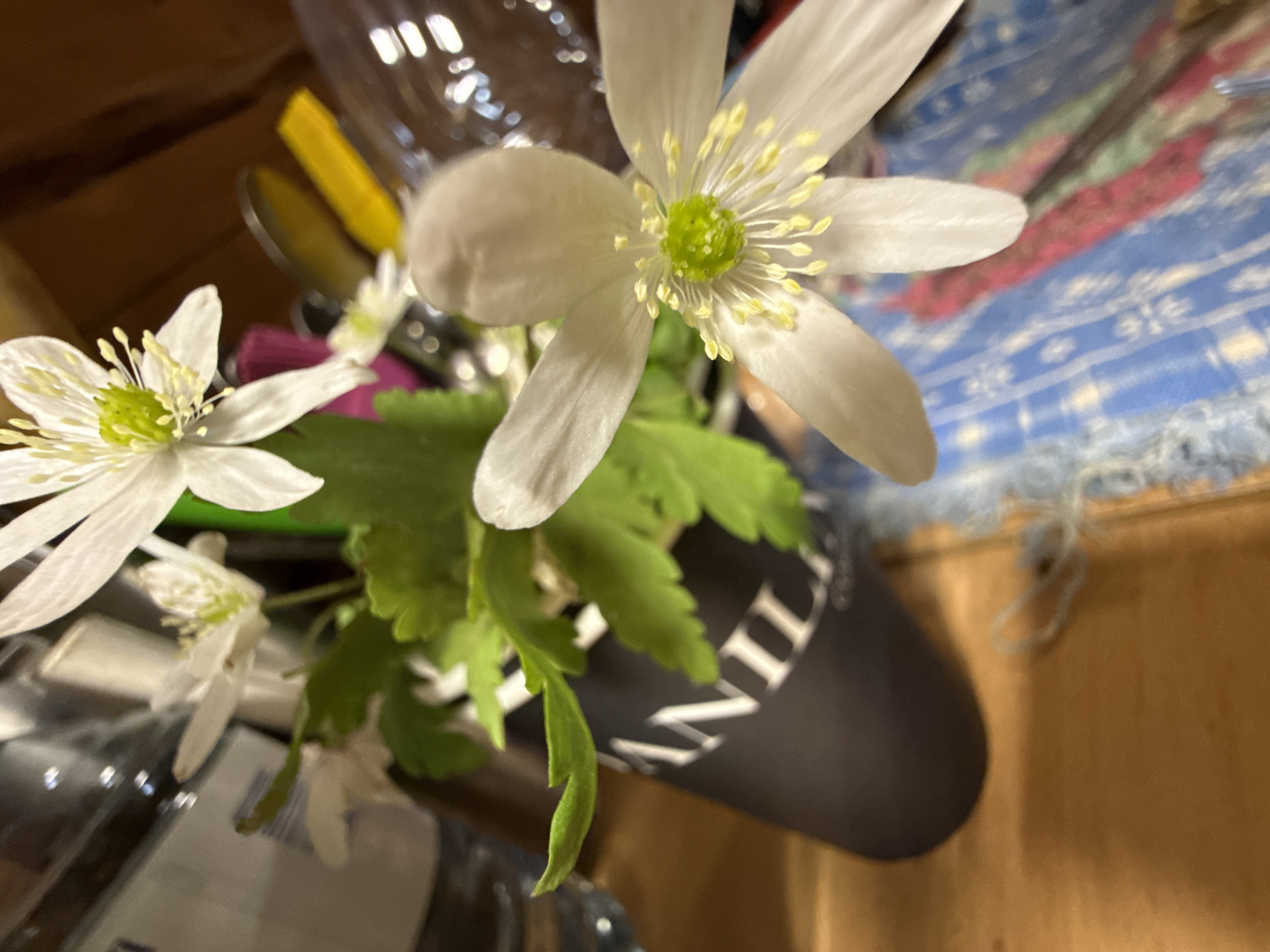The image displays a close-up, tilted view of an indoor floral arrangement. The central subject is a white flower, sharply in focus, featuring five delicate petals radiating from a bright green pistil, which is encircled by numerous short, yellow stamens. Several other similar white flowers and their accompanying green foliage are visible, slightly out of focus, positioned to the left and below the main bloom.
These flowers are contained within a dark, possibly black, vessel or mug. Partial white text is discernible on this container, appearing to spell "ANIL" or "VANIL," suggesting a word like "VANILLA."
The background is intentionally blurred, creating a shallow depth of field. To the upper left, indistinct transparent plastic bottles or containers are visible, along with a yellow object, possibly a utensil handle, and a reflective silver item. To the right, a blue and white patterned fabric, resembling a checked or plaid design with fringed edges, is present. Below this fabric, a warm brown wooden surface is visible.
The lighting suggests an indoor setting, with reflections visible on the plastic objects and the flower petals. No specific activity is taking place; the image captures a static floral display. The perspective is slightly downward and angled. While the location context is Rosstani, Russia, no specific visual elements within the image directly indicate this geographic location.