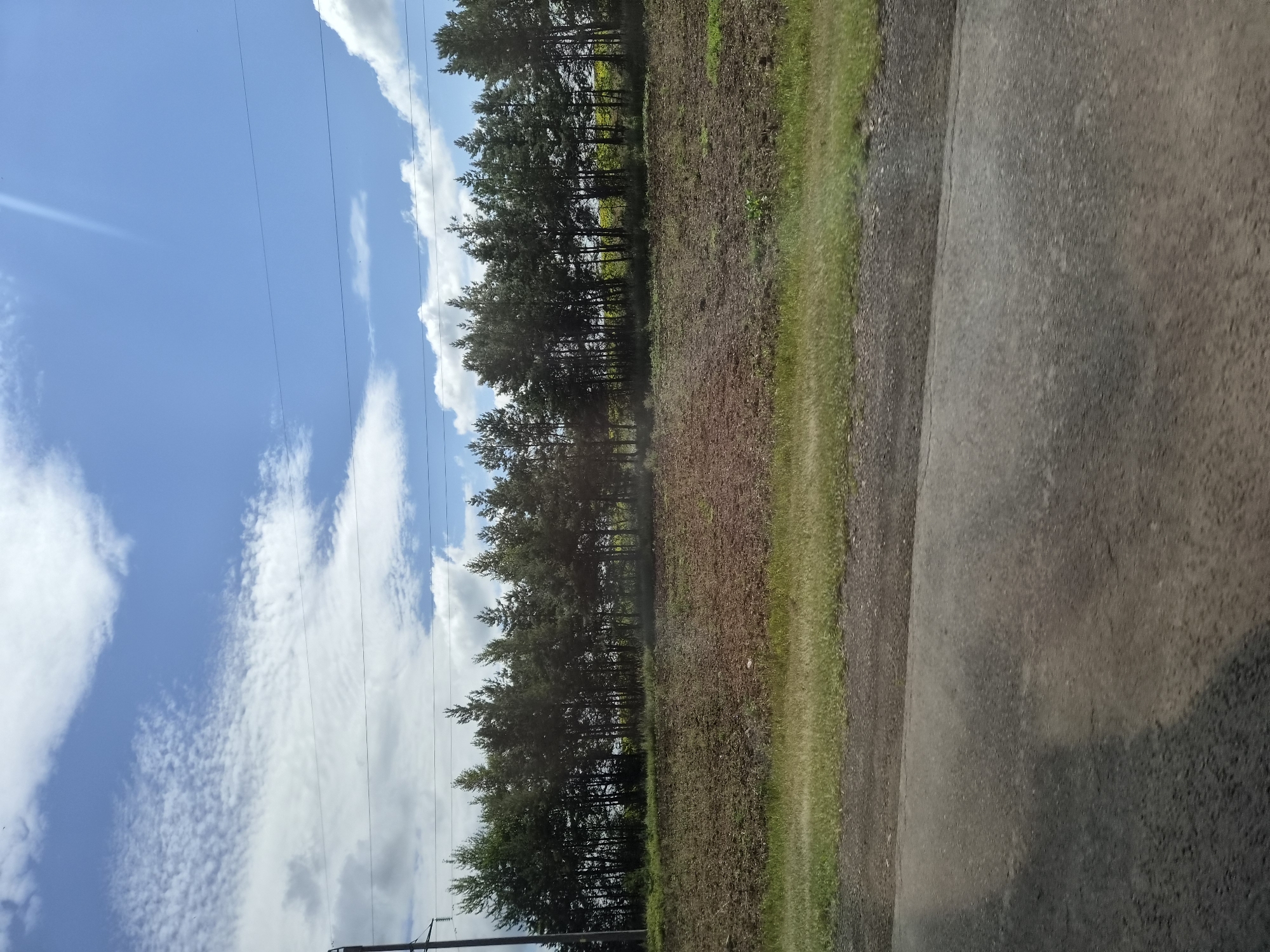 An eye-level shot, captured from a low angle, shows a tree line of pine trees in the distance, separating a cultivated field from a bright blue sky filled with scattered white clouds. A telephone pole stands to the far left of the frame, with power lines extending horizontally across the sky. In the foreground, a grey asphalt road takes up the bottom third of the image, with a strip of green grass bordering the field. The scene appears to be in Yelabuga, Russia, possibly along a rural road.