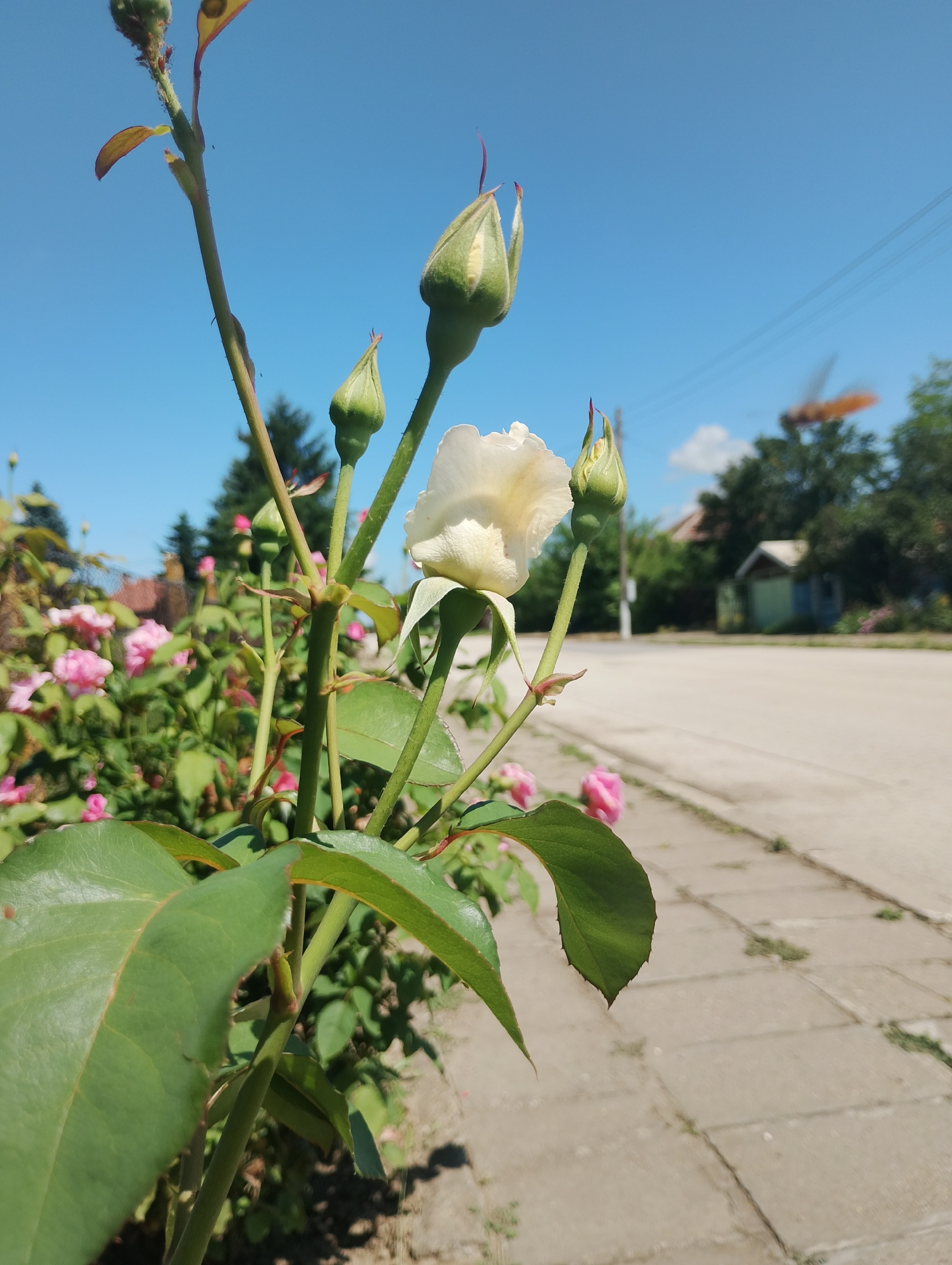 A close-up, low-angle shot captures a creamy white rose in the foreground, partially opened, with several green buds still closed. The rose is part of a bush with vibrant green leaves and some blurred pink roses in the background. The scene is set outdoors on a bright, sunny day with a clear blue sky. To the right of the rose bush is a paved sidewalk made of square concrete tiles, showing some weeds growing in the cracks. Beyond the sidewalk is a paved road and a residential area with a small house visible. In the far background, there are trees and a blurred orange object, possibly a construction crane. The overall environment appears to be a quiet, residential street.