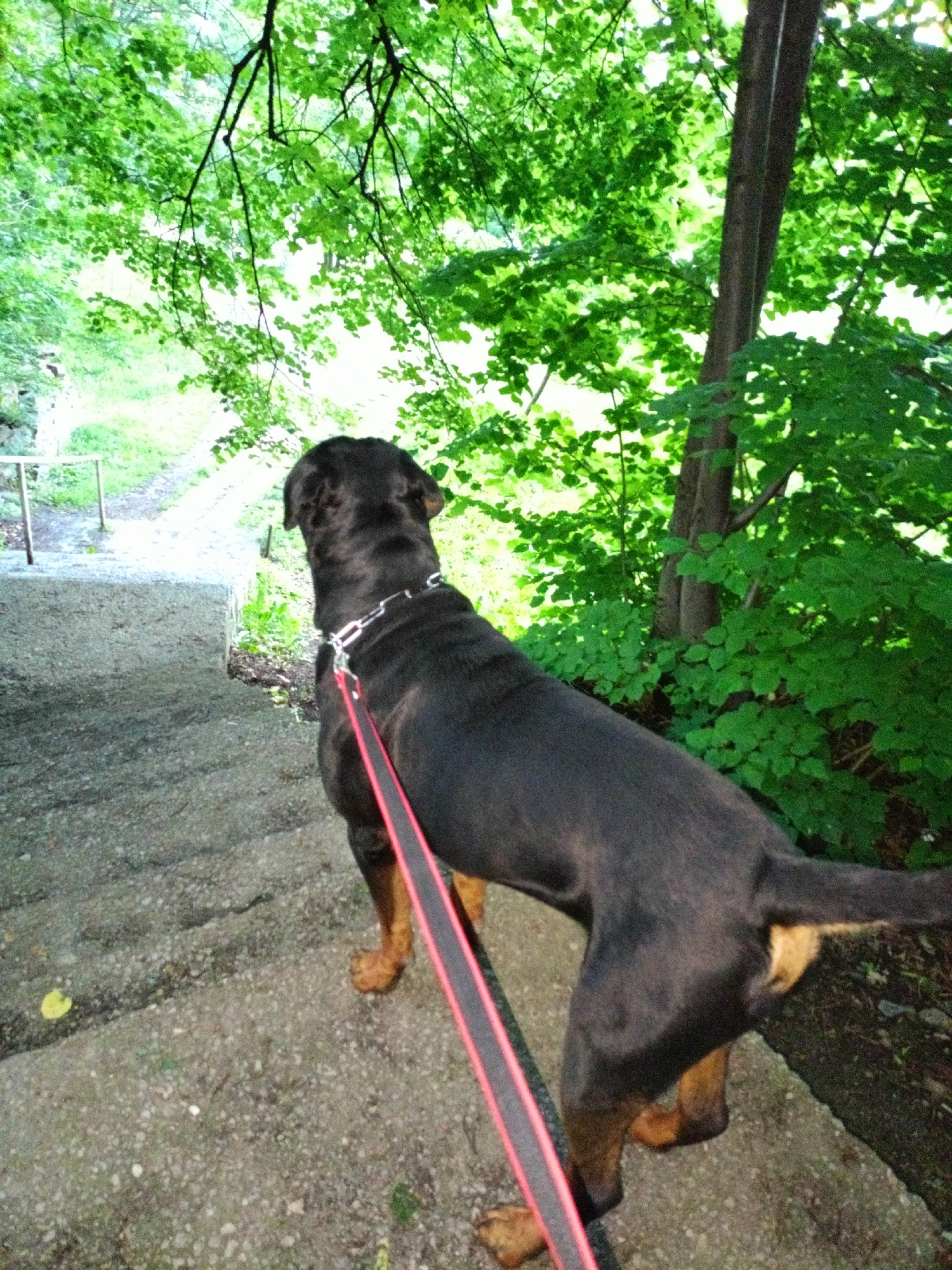 A large, dark-furred dog, likely a Rottweiler or similar breed, stands on a concrete pathway, looking ahead and slightly downwards into a verdant, natural setting. The dog's back is towards the viewer, showcasing its muscular build and predominantly black coat with tan markings on its legs and hindquarters. It is wearing a silver-colored metal chain collar and a prominent red and black leash extends from the collar, held by an unseen handler.
The scene depicts an outdoor environment, possibly a park or wooded trail, characterized by an abundance of lush, vibrant green foliage from trees and bushes. The dense canopy creates a dappled light effect, suggesting a bright, sunny day. Several tree trunks are visible, particularly on the right side of the frame, nestled amongst the rich greenery. In the lower-left corner, a section of a metal railing borders the concrete path, hinting at a structured walking area or steps within the natural landscape. The ground is a rough, pebbled concrete surface.
The dog appears to be pausing during a walk, seemingly observant and curious about what lies ahead on the path or in the deeper parts of the wooded area. The time of day is clearly daylight, likely a pleasant spring or summer day given the full, green leaves. This natural setting is located in Sofia, Bulgaria. No text is visible in the image.