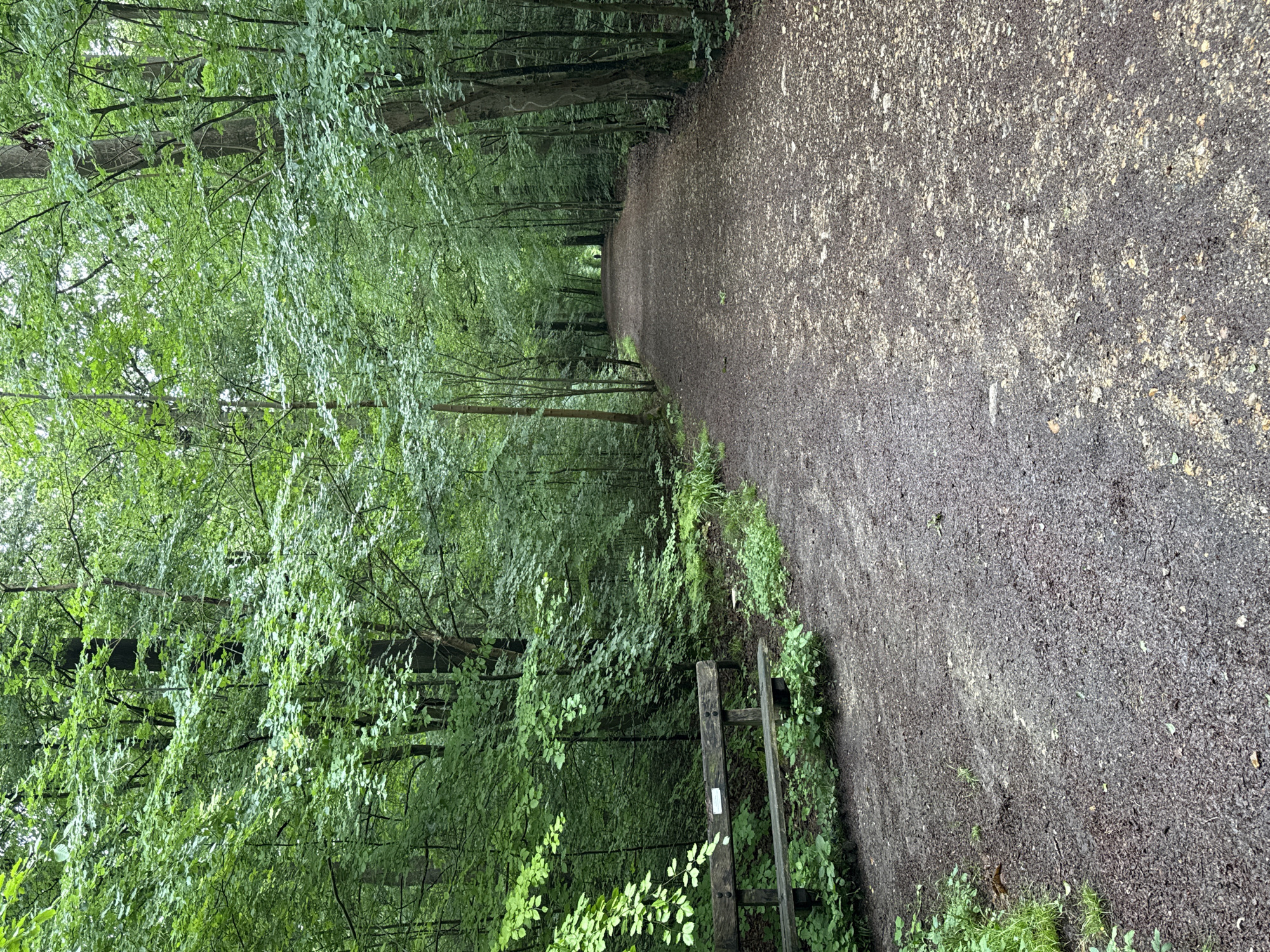 The image displays a forest path located in High Wycombe, United Kingdom. A wide, unpaved pathway, consisting of damp, dark earth mixed with light-colored gravel and scattered debris, extends from the foreground into the background, curving slightly to the left in the distance. Dense green foliage and numerous deciduous trees line both sides of the path, forming a canopy that partially obscures the sky. The lighting is diffused, suggesting an overcast day.
On the left side of the path, in the mid-foreground, a rustic wooden bench is positioned at an angle. The bench is constructed from dark, weathered wooden planks for both its seat and backrest. A small, white rectangular plaque or label is affixed to the upper plank of the bench's backrest. Green undergrowth and smaller plants are visible around the base of the bench and along the edges of the path.
In the far distance, a single human figure is discernible at the end of the path, appearing as a dark silhouette against the lighter background at the path's vanishing point. The figure's specific actions or identity are not distinguishable due to the distance. The surrounding forest exhibits thick green leaves, indicating a spring or summer season.