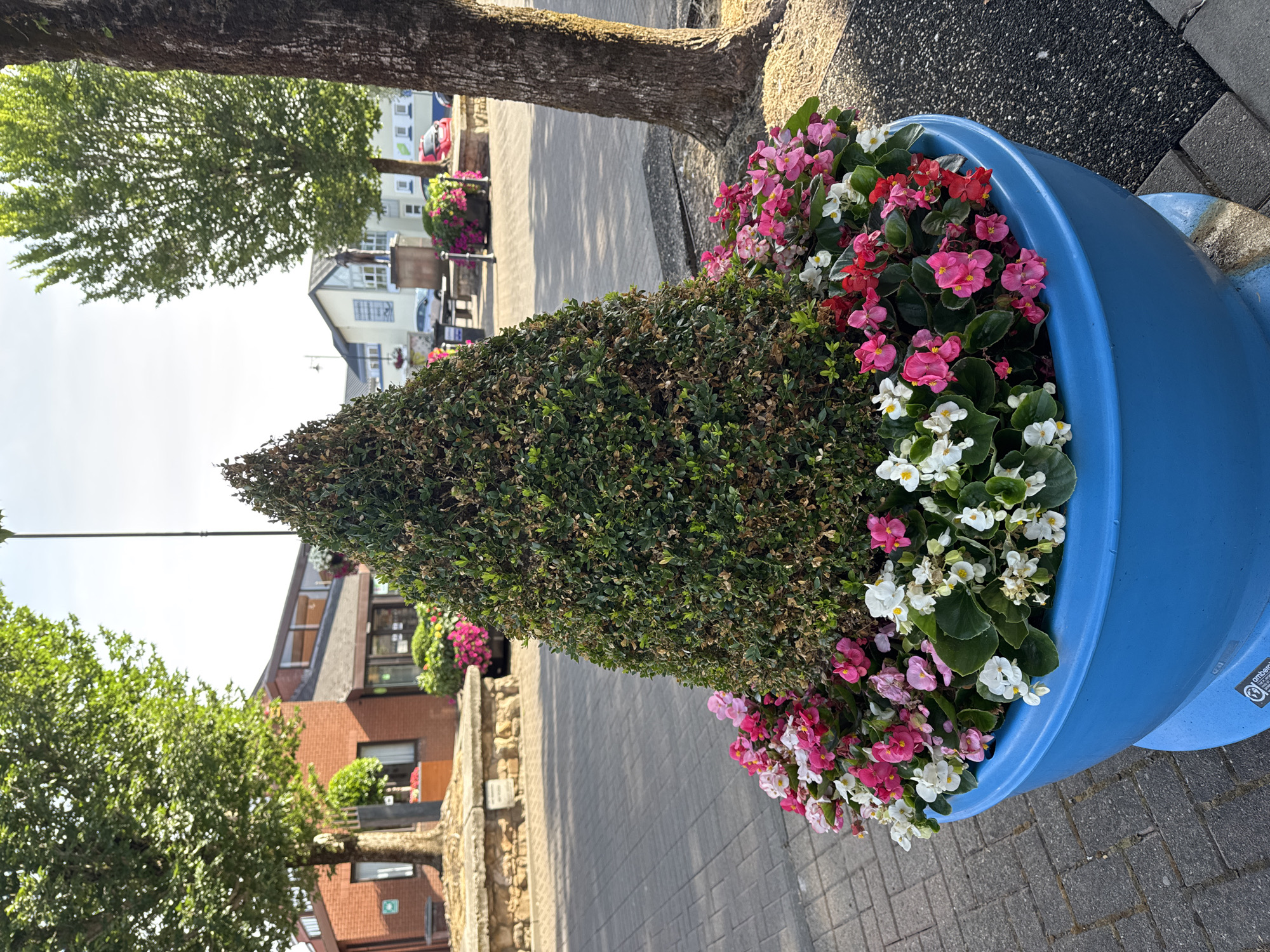 This image shows a large blue planter filled with a conical topiary and an abundance of pink, white, and red begonias. The planter is situated on a paved area, likely a public walkway or square in Clonmel, Ireland. In the background, a brick building with a dark-tiled roof is visible, alongside trees and other buildings. The overall scene suggests a well-maintained urban or town center environment, bathed in natural light.