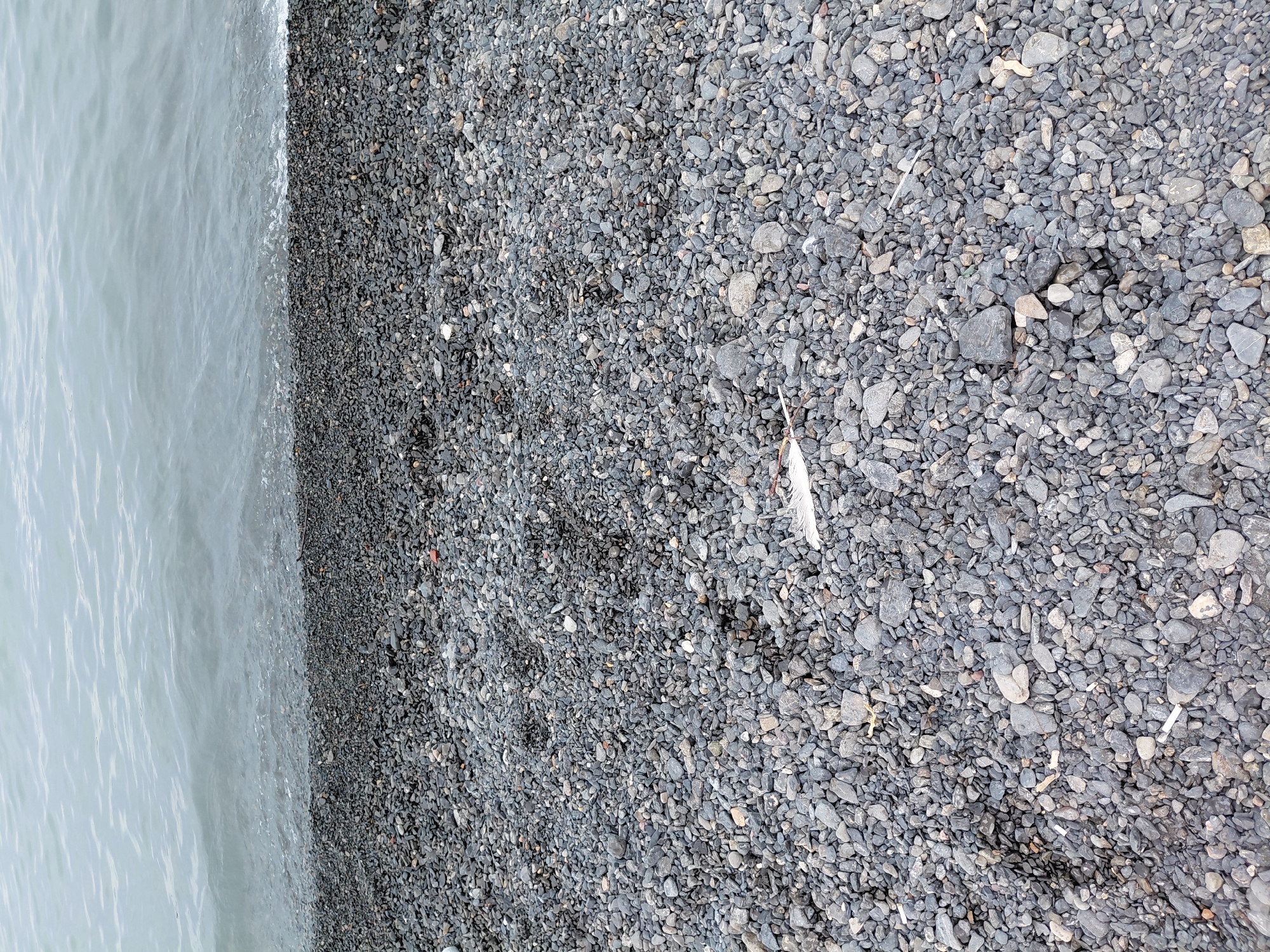 The image depicts a close-up, eye-level view of a pebble beach. The foreground is filled with a dense layer of small, dark grey pebbles, with some lighter grey and occasional reddish-brown stones interspersed. A single white feather lies on the pebbles towards the lower right quadrant of the image. The background shows the gentle lapping of a grey body of water, likely a lake or sea, with subtle wave patterns and a faint white foam line where the water meets the shore. The scene is devoid of any people or structures, suggesting a natural, undisturbed coastal environment. The lighting appears to be overcast, contributing to the muted, cool tones of the image. This scene could be located along the shores of Lake Balkhash near the settlement of Ақши, Kazakhstan, given its characteristic pebbly beaches and proximity to large bodies of water.