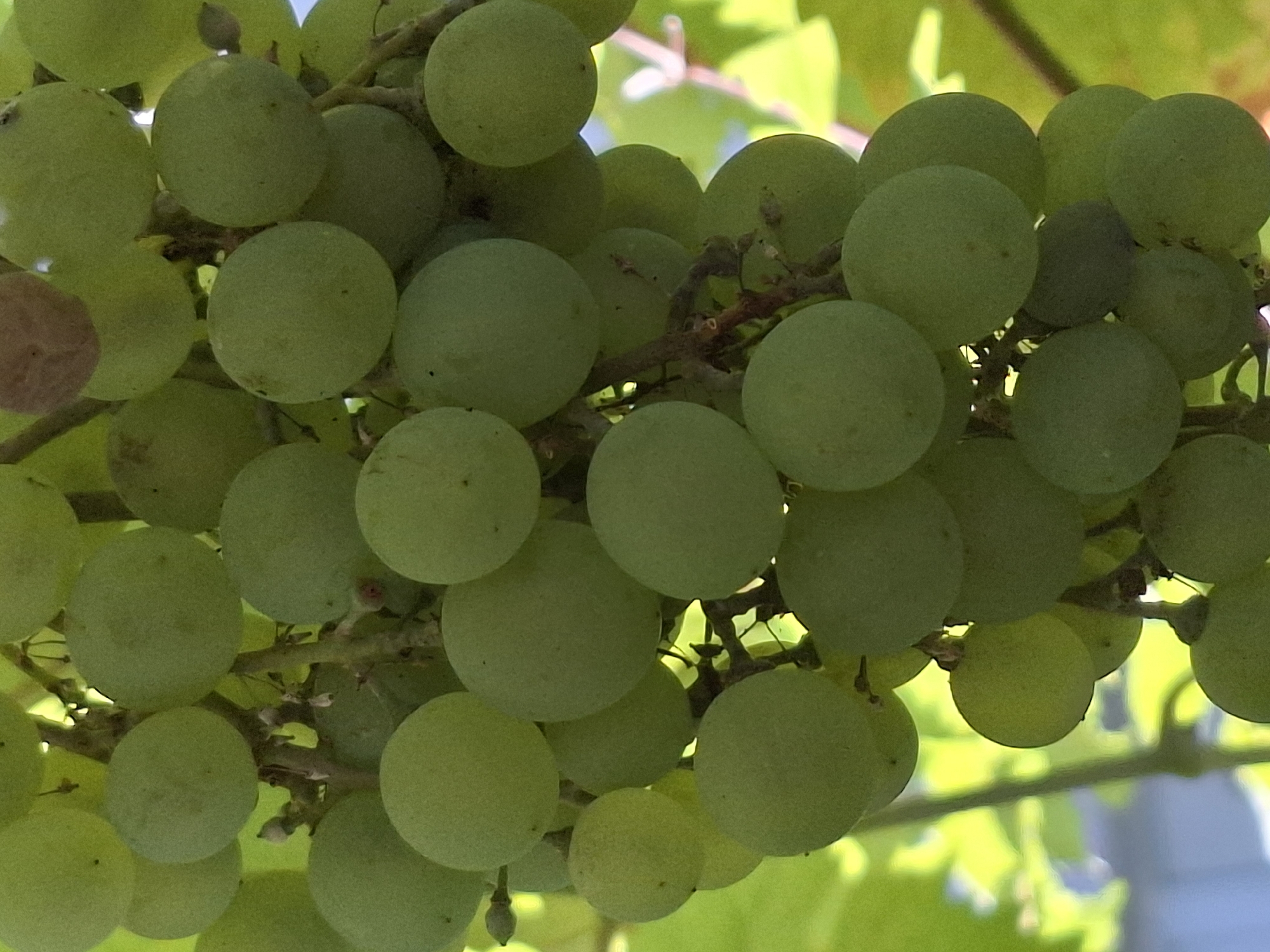 The image is a close-up, vertical shot of a cluster of green grapes hanging from a vine. The grapes are round and vary slightly in size, with a matte finish. The lighting suggests an outdoor setting, with sunlight filtering through the leaves of the vine, creating highlights and shadows. Some of the stems connecting the grapes are visible, along with a thin, woody vine. In the background, blurred green leaves and possibly some sky are visible. The scene is natural and appears to be a close-up detail of a vineyard or a garden. There are no people or man-made structures prominently featured. The image is likely taken in Almaty, Kazakhstan, given the provided context.