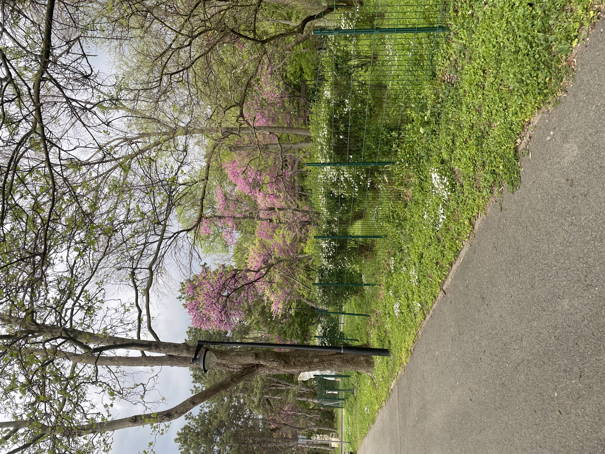 A park scene in Burgas, Bulgaria, features a grey asphalt path bordering a green space enclosed by a low green metal fence. The park vegetation consists of various trees and ground cover. Notable are trees with pink blossoms and white flowering ground cover. A bare-branched tree with a streetlight attached to its trunk stands near the path. The sky is overcast.
