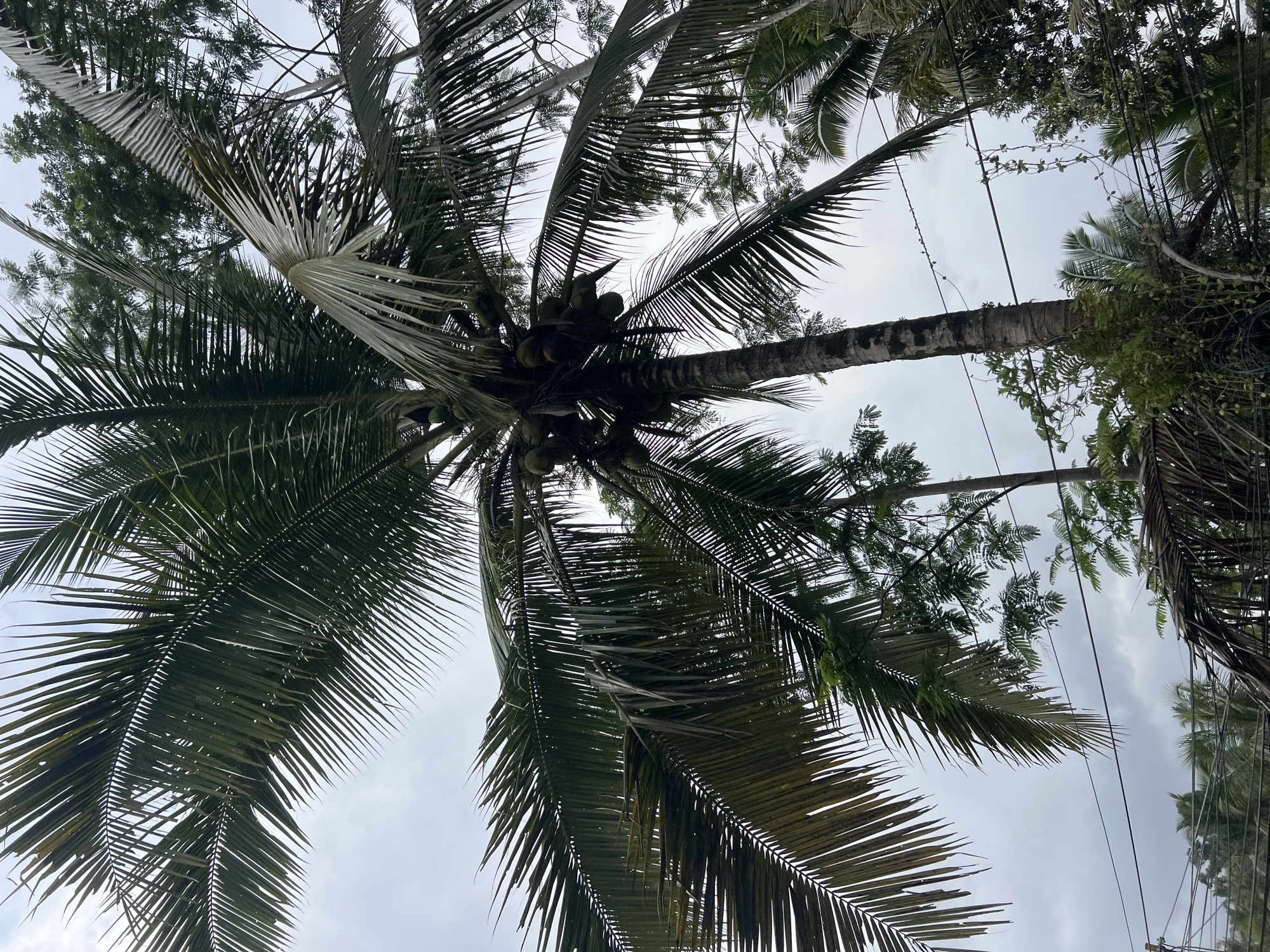 In Tembuku, Indonesia, a close-up, low-angle shot captures a mature coconut palm tree reaching towards a cloudy sky. The tree's trunk, textured and dark, supports a dense canopy of lush, green fronds. Clusters of young, green coconuts are visible amongst the leaves, indicating a potential harvest. The fronds of other tropical trees intermingle with the palm's foliage, creating a layered effect. Several electrical wires crisscross the scene in the foreground, some appearing worn and carrying vines that drape downwards. The overall impression is one of a humid, tropical environment with both natural and man-made elements present.