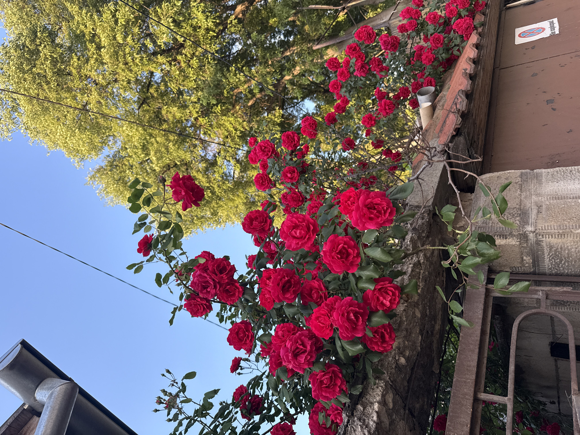 The image shows a dense bush of red roses growing along a weathered, possibly stone or concrete, wall. The roses are in full bloom with numerous blossoms. Above the roses, there is a tree with light green foliage, suggesting it's springtime or early summer. The sky is clear blue. Part of a building is visible to the right of the roses, with a dark brown wooden panel and what appears to be a section of a red tile roof. A drainpipe is visible in the bottom left corner of the image. An old, rusty metal structure or window grate is also visible near the bottom right. The location is unknown.