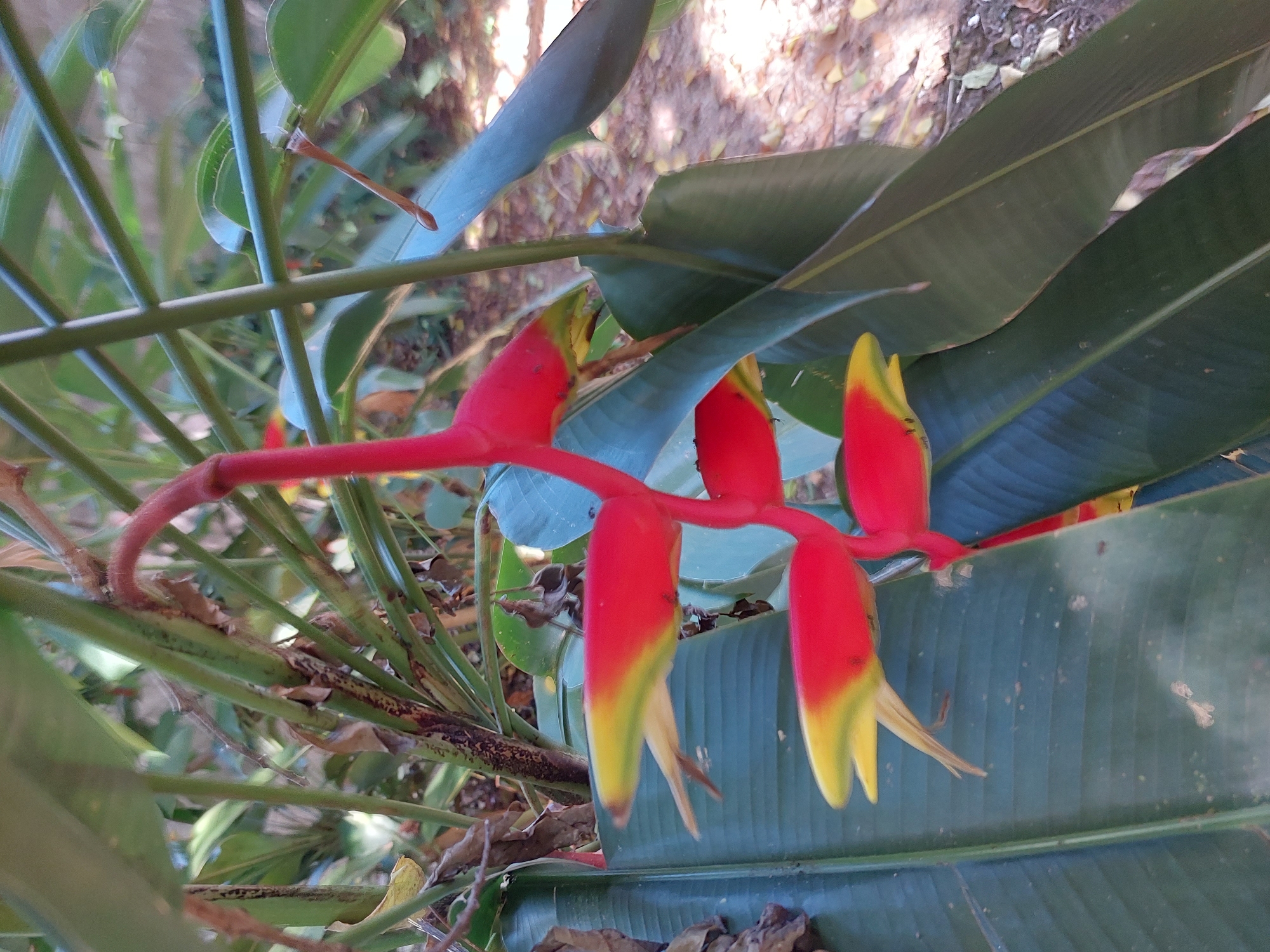 A close-up, vertically oriented photograph captures a vibrant red and yellow heliconia flower pendant on a plant. The flower's waxy, boat-shaped bracts transition from bright red at the tip to a soft yellow at the base, with delicate, cream-colored tendrils emerging from the bottom of each bloom. The large, deep green leaves of the heliconia plant form a lush backdrop, some curved and others unfurling. The background is a soft blur of dappled sunlight filtering through foliage, with hints of brown earth and fallen leaves visible on the ground. The image does not depict any people or specific urban features that would indicate a precise location within Baan Mae Nam, Thailand. The scene is naturalistic, focusing solely on the botanical subject.