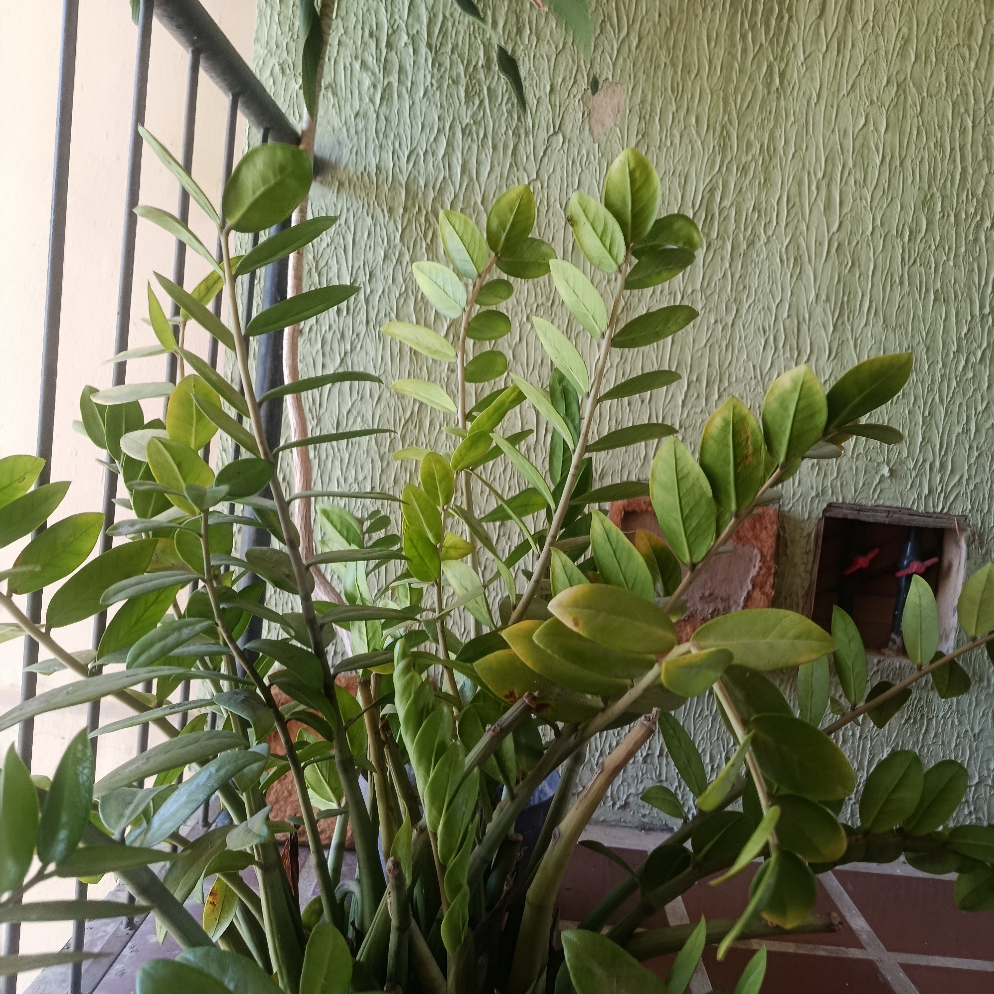 The image depicts a ZZ plant (Zamioculcas zamiifolia) in a pot. The plant is situated on a tiled surface with a wrought iron railing visible in the background. A textured green wall is behind the plant. The location is in Los Guayos, Venezuela. No people are present in the image.
