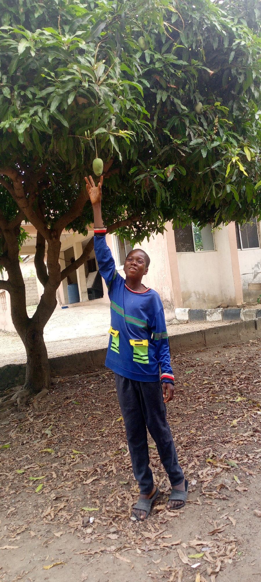 A young boy stands in front of a mango tree, reaching for a mango hanging from a branch in Adankolo, Nigeria. The boy is wearing a blue long-sleeved shirt with stripes and what appears to be small decorative pouches, dark pants, and sandals. The ground around him is covered with fallen leaves. A building with windows and a painted base is visible in the background, along with a tree to the left.