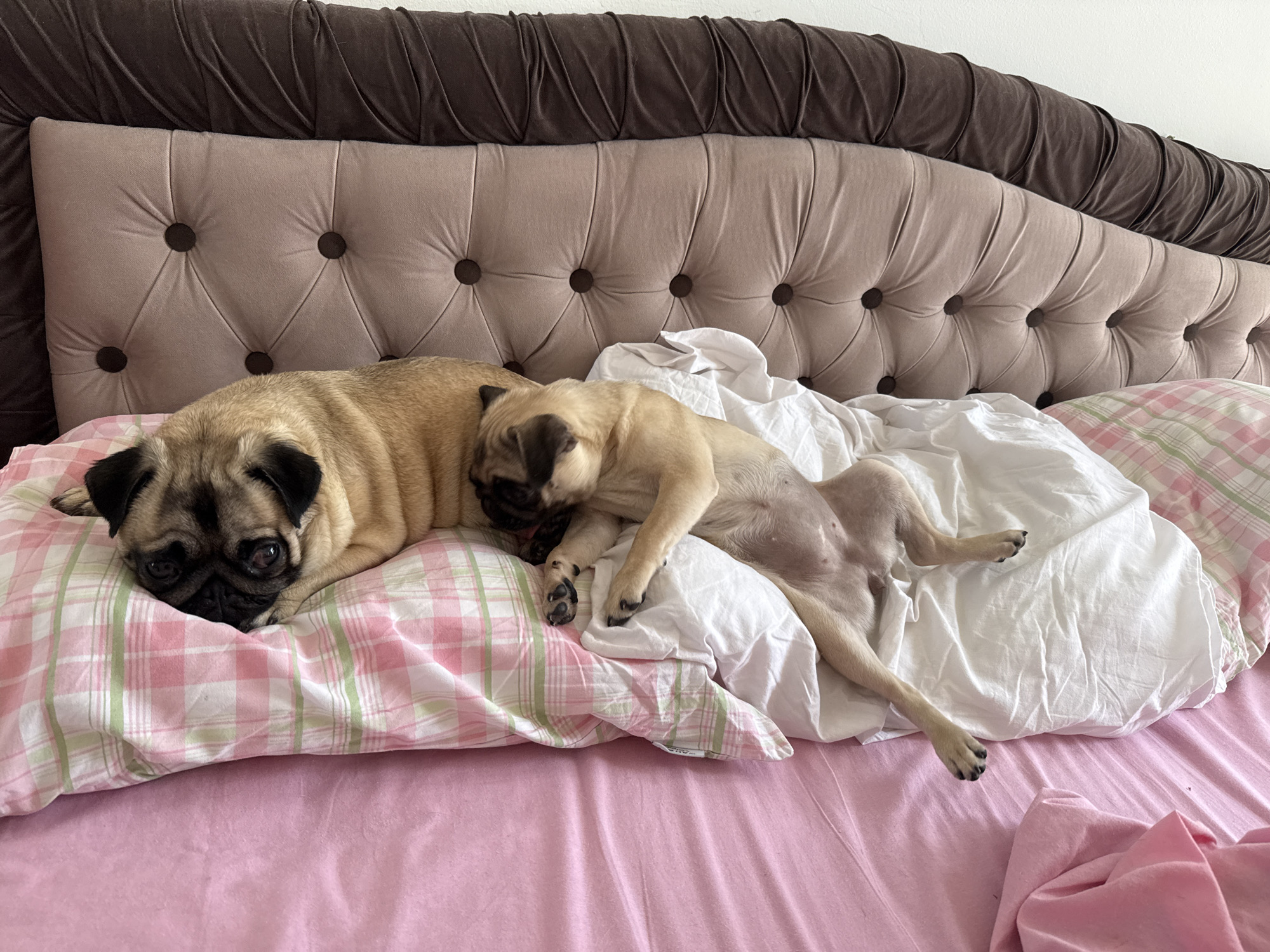 Two pugs are sleeping on a bed. The pug in the foreground is lying on its side on a pink and green plaid pillow. The pug in the background is lying on its back, with its legs in the air, on a white pillow. Both pugs are facing away from the camera. The bed is in a bedroom, with a headboard behind the pugs. The headboard is made of brown fabric and has tufted buttons. The bed is covered in pink sheets. The lighting in the room is soft and diffused.