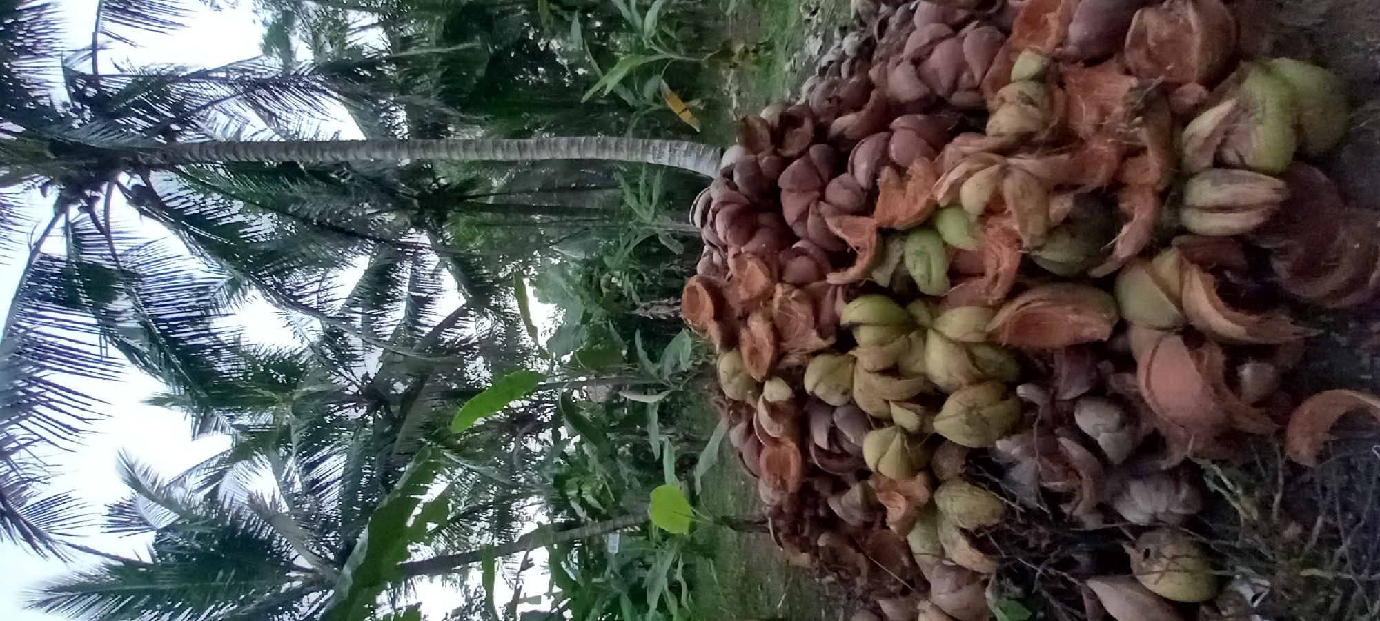 In Sidamulya, Indonesia, a close-up shot captures a large pile of discarded coconut husks and shells in the foreground. The husks vary in color from light brown to reddish-brown, and some show green hues, indicating they might be partially young or have been exposed to different elements. They are arranged in a chaotic heap, with some pieces broken and others intact, revealing the fibrous interior of the husks and the hard inner shell of the coconuts.
Behind the pile of coconut waste, a lush green environment is visible. Tall palm trees, characteristic of tropical regions, dominate the background. Their fronds are spread out against a softly lit sky, suggesting it might be early morning or late afternoon. Banana plants with their large, broad leaves are interspersed among the palm trees, adding to the dense tropical foliage. The overall scene evokes a natural, rural setting, likely a backyard or a communal area where coconuts are processed. There are no people or animals in the frame, and the focus remains solely on the collected coconut debris and the surrounding vegetation. The ground beneath the pile appears to be covered in dry leaves and debris, further emphasizing the natural and unmanicured state of the location.