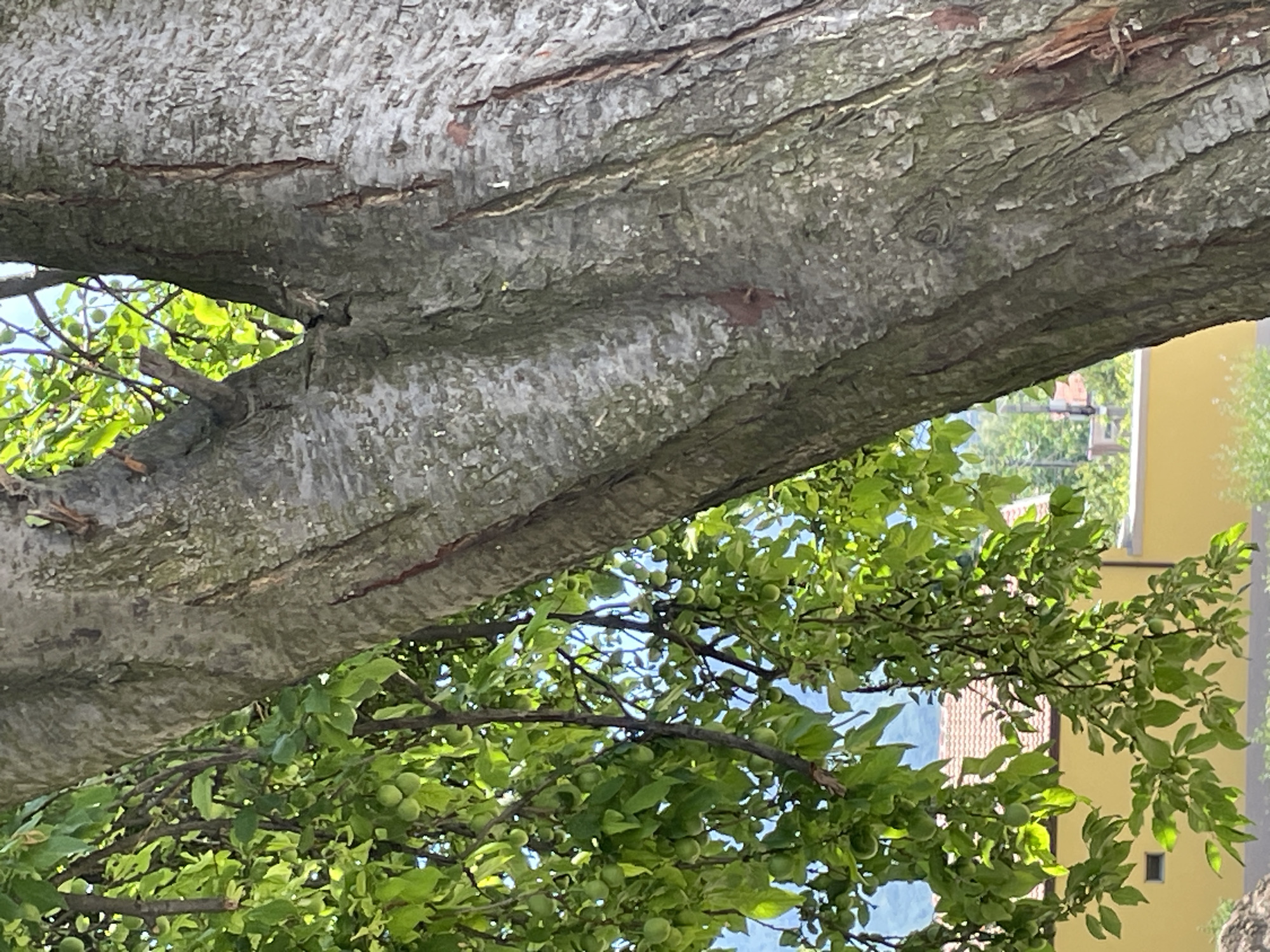 A close-up image shows a large tree branch with light gray bark dominating the top portion of the frame. Underneath the branch, a dense canopy of green leaves and small, round green fruits (possibly unripe plums or similar fruit) fill the middle and lower portions. In the background, blurred buildings and a yellow wall can be seen through the foliage. The scene is outdoors and appears to be in a residential area. The image was taken in Yahinovo, Bulgaria.