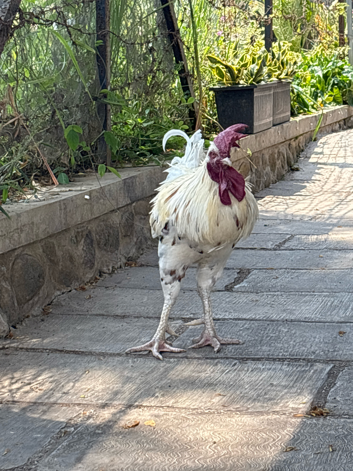 A white chicken with red comb and wattles stands on a paved walkway in Belung, Indonesia. The chicken is facing left, with its head tilted down. Its feathers are ruffled, and its legs are thin and speckled. The walkway is made of concrete slabs, and there are shadows cast on it from the surrounding trees. In the background, there is a stone wall with plants in planters. The environment appears to be outdoors, possibly in a park or garden.