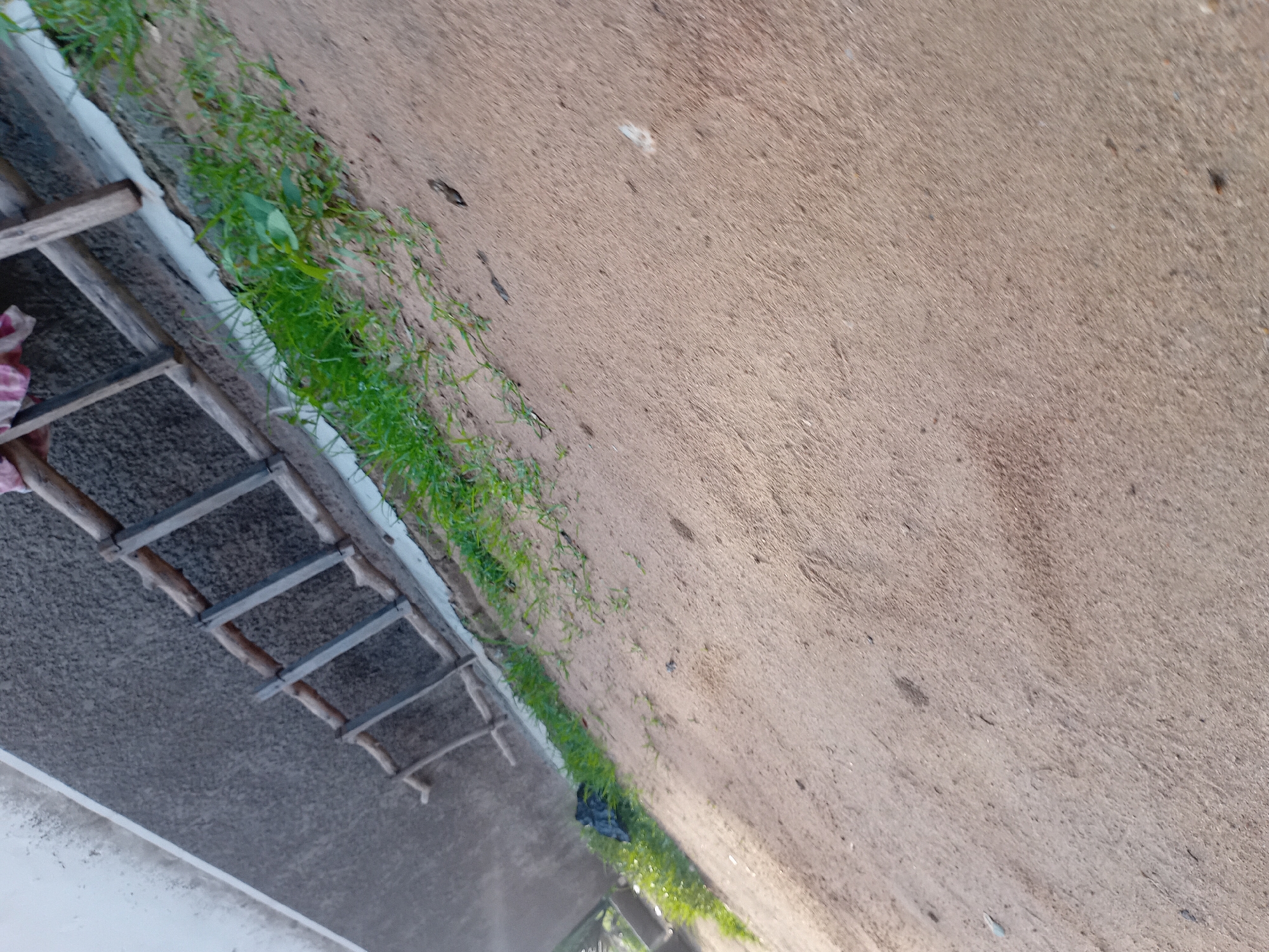A ladder leans against a textured, gray wall. The ladder is made of rough, wooden poles with horizontal wooden rungs. A pink and white cloth is draped over the top of the ladder. Green grass grows along the base of the wall and the ladder. The ground in front of the wall is sandy and uneven, with some small dark objects scattered on it, possibly debris. The scene appears to be outdoors, with natural lighting.