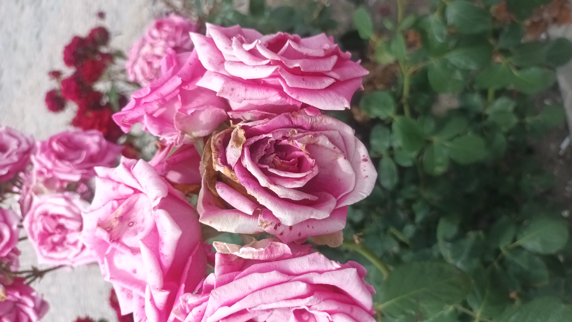 This media file displays a close-up view of several pink roses in various stages of bloom and decay. The roses are the primary subjects, with some appearing vibrant and full, while others show signs of wilting and browning petals, particularly in the center of the frame. The background consists of green foliage and what appears to be a light-colored wall or structure. A cluster of darker red flowers is visible out of focus in the upper left corner. The lighting suggests it is daytime, possibly morning or afternoon, with sunlight casting shadows on some petals. The setting appears to be an outdoor garden. There is no visible text in the image. The focus is on the texture and color variations of the roses, highlighting their natural beauty and the passage of time.
