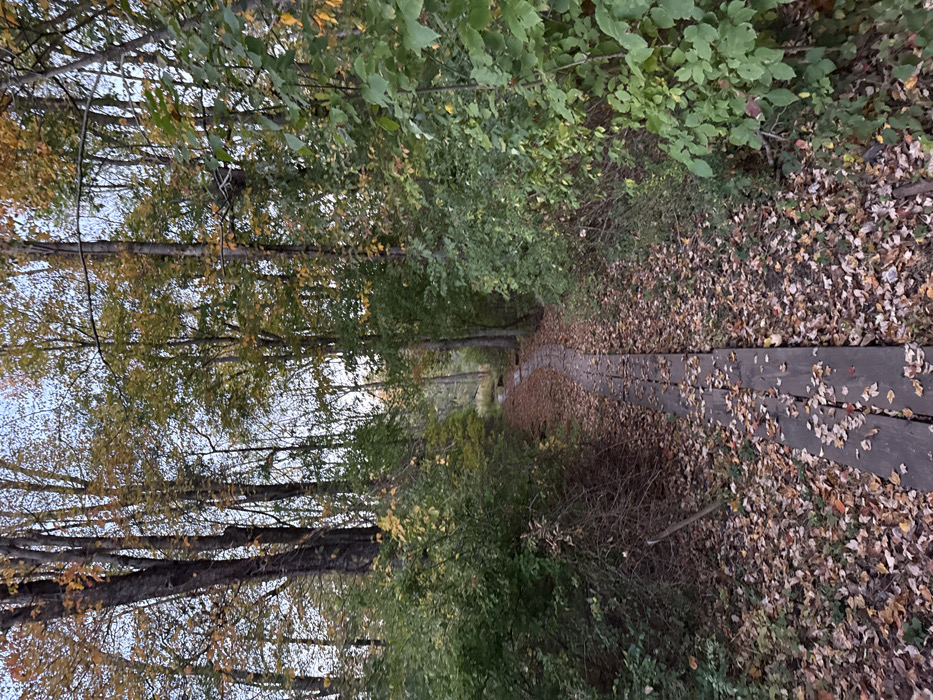 The image displays a wooded trail in Princeton, United States, during autumn. A wooden boardwalk, constructed from dark planks and partially obscured by fallen brown, orange, and yellow leaves, traverses the scene centrally, receding into the background. Dense deciduous tree growth, exhibiting green, yellow, and rust-colored foliage, flanks the pathway. The ground surface is uniformly covered with fallen leaves. No persons or discernible wildlife are present.