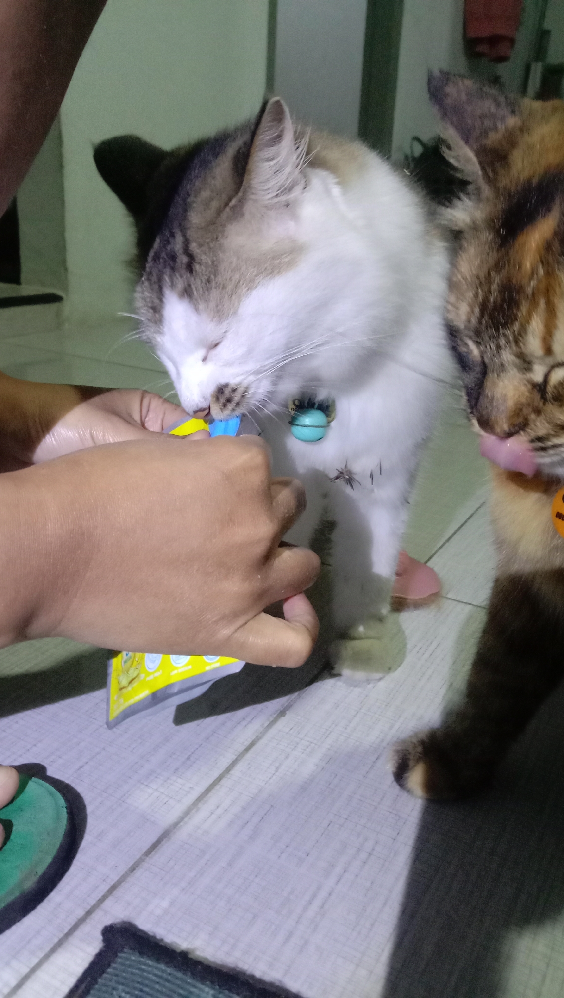 In Paguyangan, Indonesia, two cats are being fed from a tube of cat food by a human hand. One cat, with white and brown fur, is leaning forward and licking the food from the tube. The other cat, with brown and orange tabby markings, is to the right, also licking the food. A hand is holding the tube and guiding it towards the cats. The cats are on a light-colored wooden floor. One cat is wearing a light blue collar with a bell. The scene appears to be indoors.