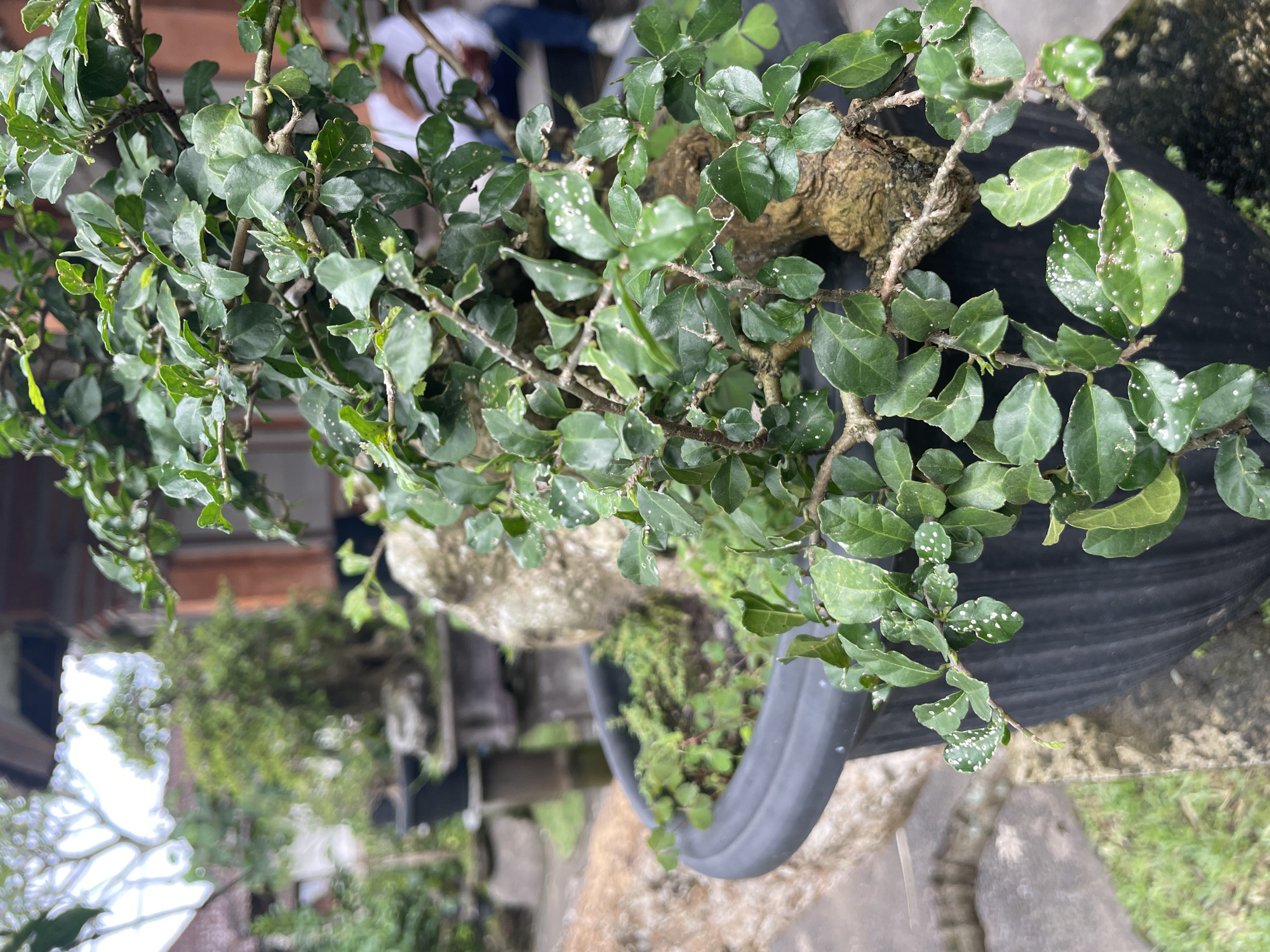 The image displays a close-up, top-down view of a plant, likely a bonsai, characterized by numerous small, oval-shaped green leaves and visible woody stems. Many of the leaves are speckled with small, irregular white dots, which could be residue or a sign of a plant condition. The plant is situated in a black plant pot, partially visible at the bottom and right side of the frame. Some smaller green plants and moss are also visible growing in the pot.
In the blurred background, an outdoor setting is suggested, with various shades of green indicating other foliage and possibly distant trees or shrubs. Hints of what appears to be a structure or furniture can be vaguely discerned, along with the indistinct outlines of people in the far background. The lighting suggests it is daytime. No specific activity is taking place, and there is no visible text. The overall impression is a detailed shot of a cultivated plant in an outdoor, garden-like environment.