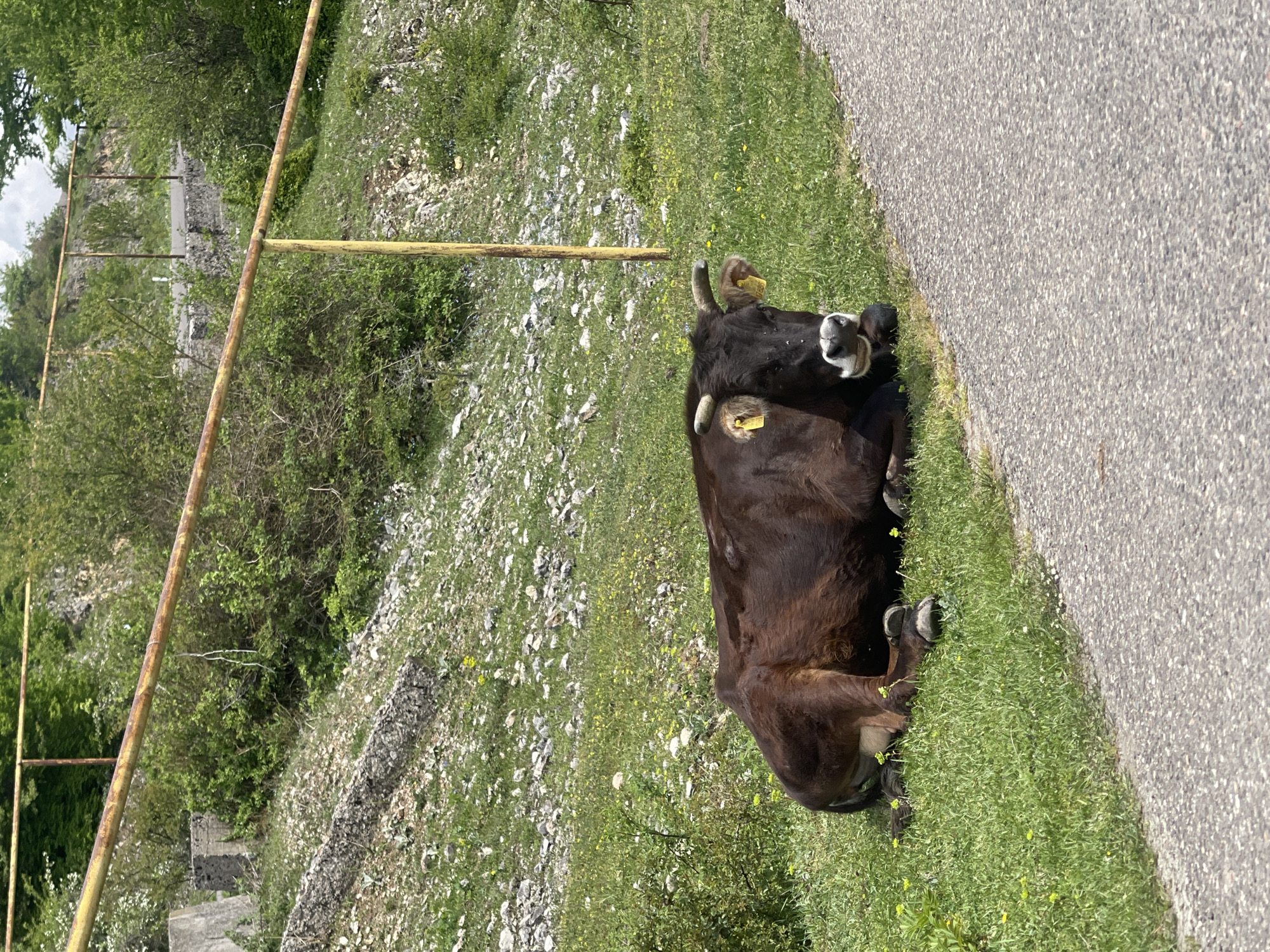 A brown cow with yellow ear tags lies in the grass next to a paved road. The location is in Bunikauri, Georgia. The cow is positioned on a grassy area near a metal barrier. A hillside with trees and rocky terrain is visible in the background.