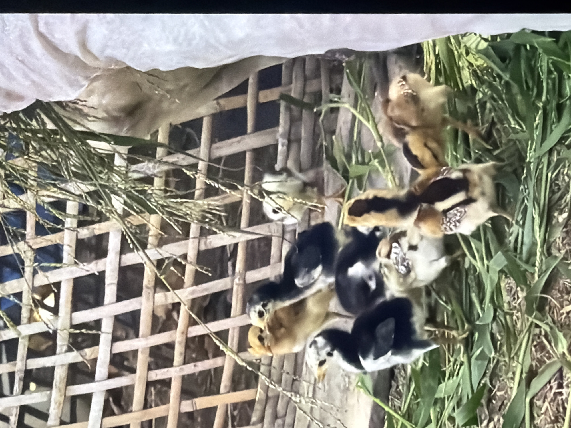 Seven chicks are gathered on the ground, which is covered in dry grass and green shoots. A woven bamboo fence forms the background. To the right, a person wearing a light-colored garment is partially visible. The chicks vary in color, with some being black and white, and others a light brown or yellow.