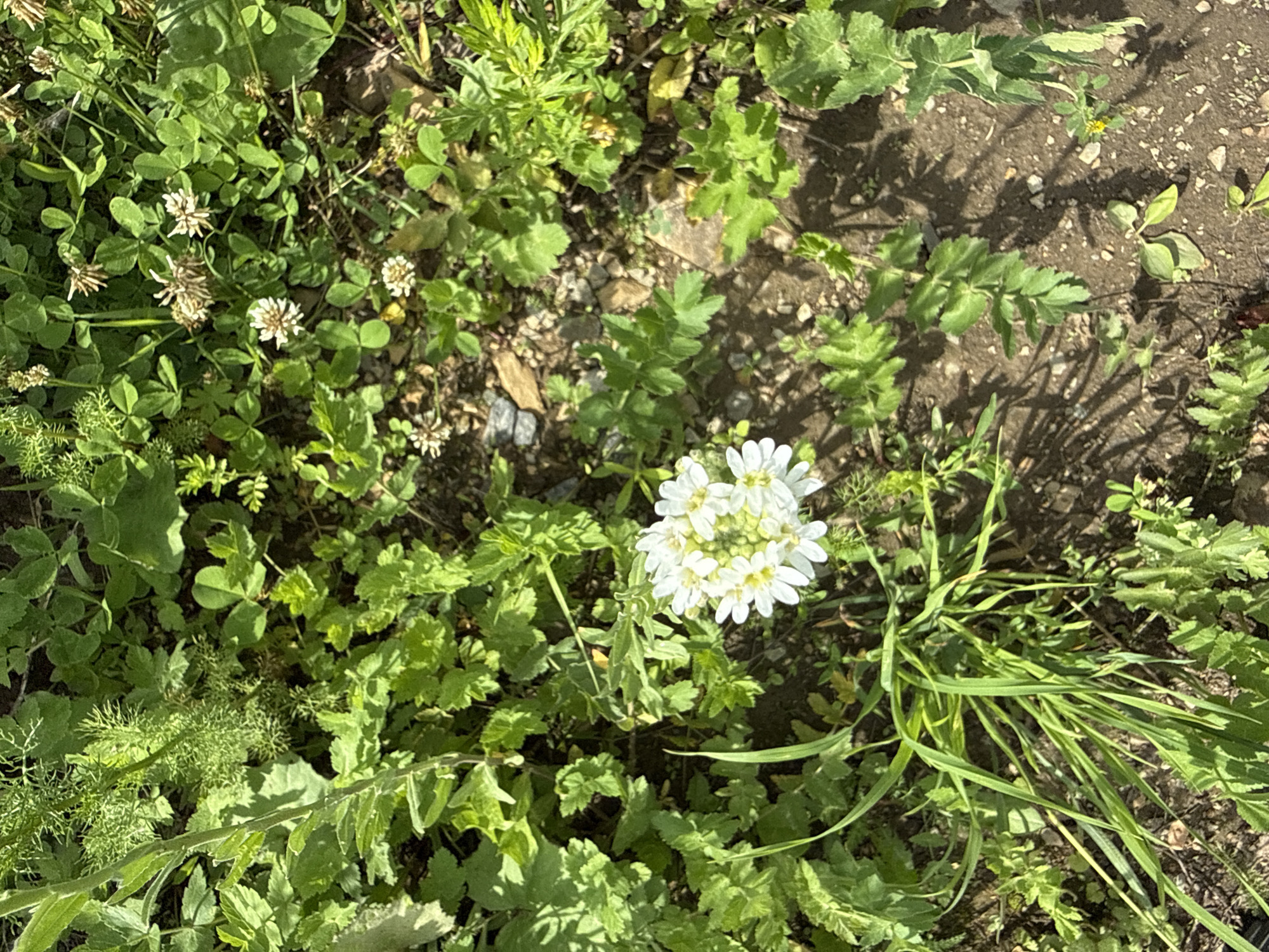 This is a medium shot, eye-level, natural light photograph of a patch of ground covered in various green plants and small white flowers. The scene is outdoors, likely in a garden or natural area. The plants are lush and varied, with clover leaves and delicate white blossoms interspersed with taller green grasses and leafy plants. The ground is a mix of soil and small stones, with shadows cast from overhead foliage, suggesting it is daytime. In the center of the frame, a cluster of small, bright white flowers with yellow centers stands out against the greenery. To the left, several small white clover flowers are visible. To the right, a clump of long, blade-like green grass dominates a portion of the scene. The overall impression is one of natural growth and a close-up view of a small ecosystem. There is no visible text.
