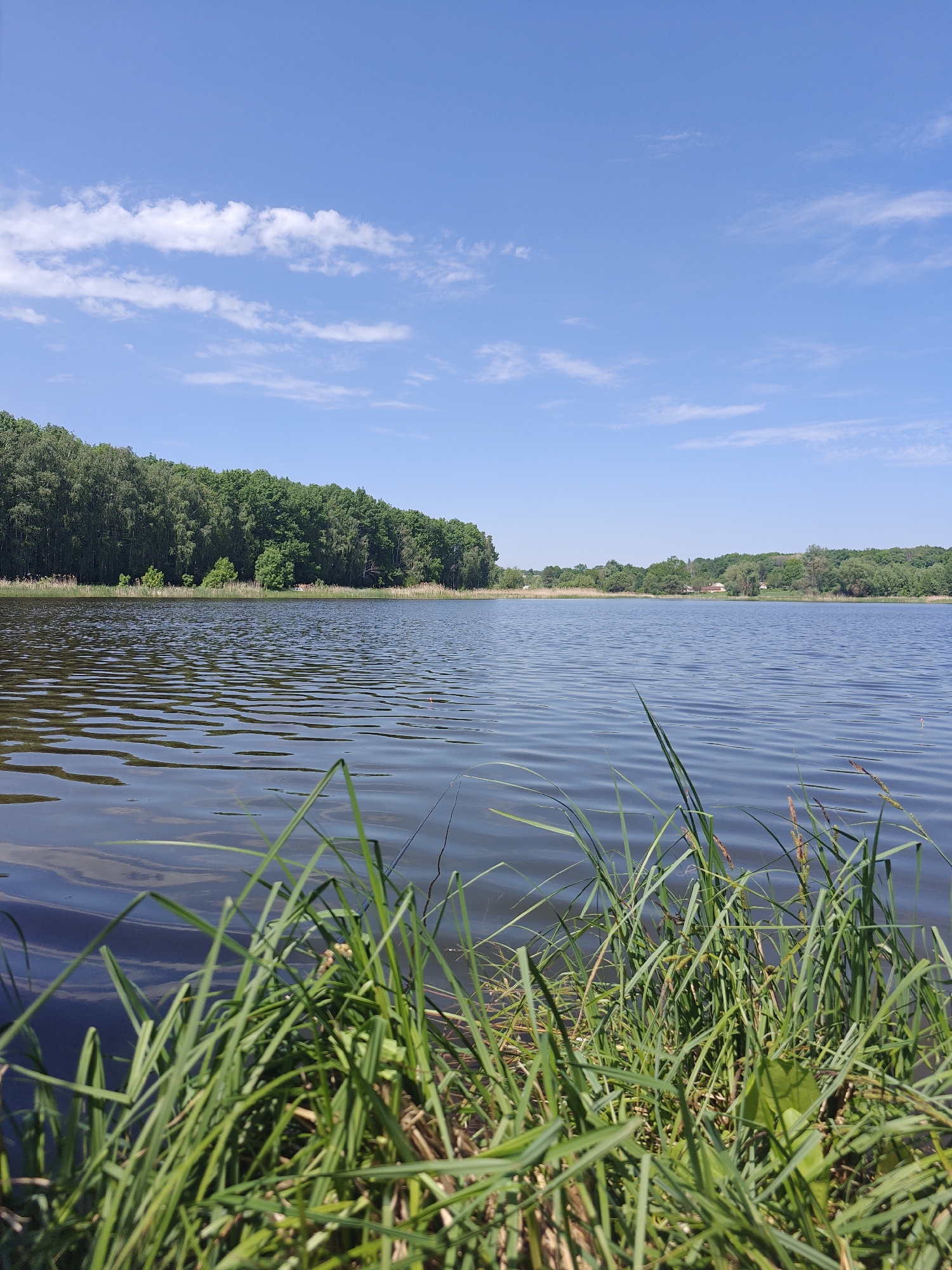 The image shows a scenic view of a lake in Bobrivnyk, Ukraine. The foreground is dominated by green grass, slightly obscuring the water's edge. The lake itself stretches across the midground, its surface rippled by gentle waves. Beyond the lake, a dense line of green trees marks the opposite shore. The sky is blue with scattered white clouds, suggesting a clear day. There are no people visible in the frame.