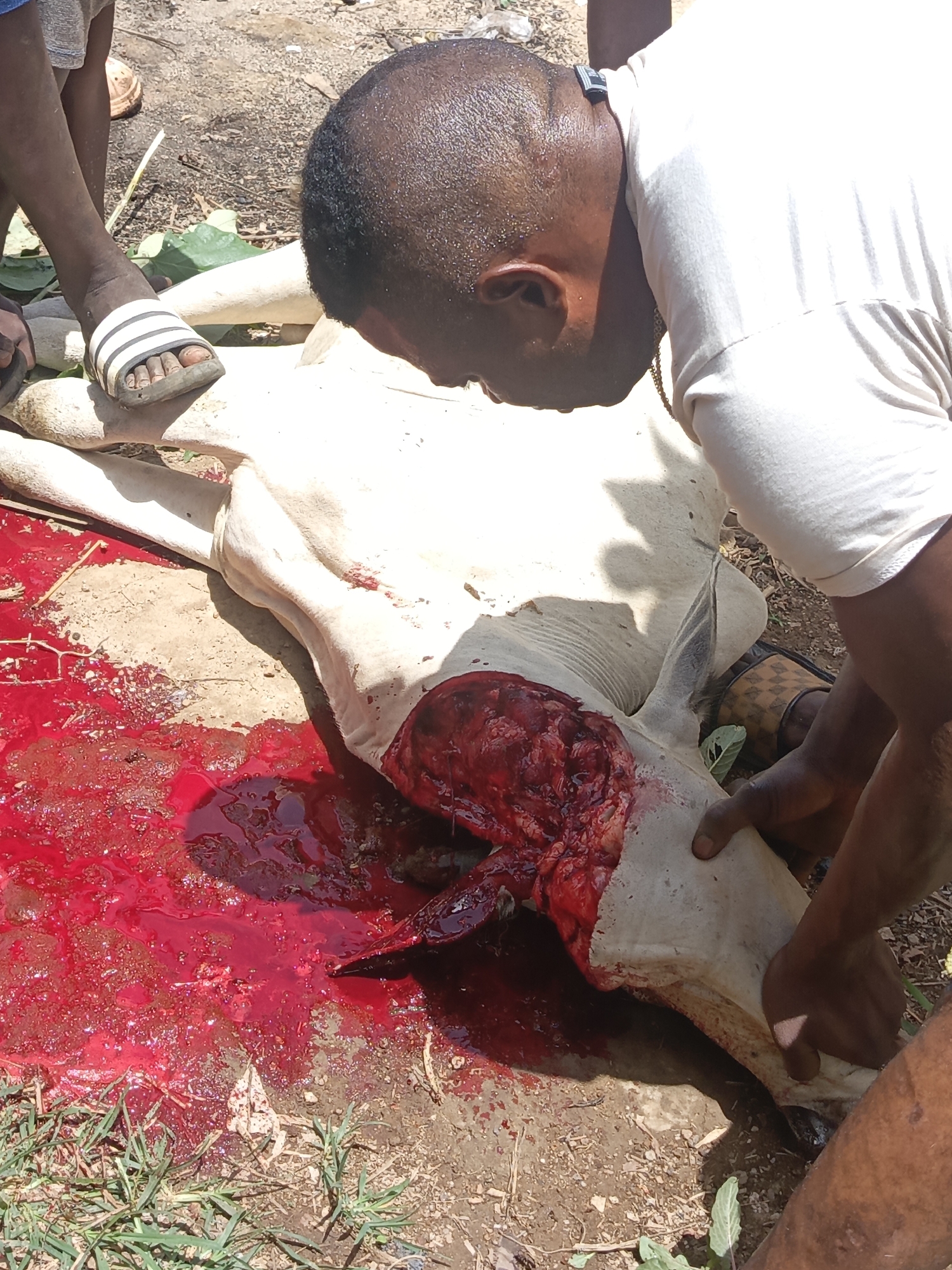 In Akwanga, Nigeria, a dead, white-skinned animal, possibly a cow, lies on the ground. The animal has a large, gaping wound in its side, surrounded by a pool of blood. Two dark-skinned men are present, one of whom is leaning over the animal, seemingly examining the wound. Another person is partially visible, wearing sandals. The ground around the animal is a mixture of dirt, grass, and blood. The scene appears to be an outdoor slaughter.