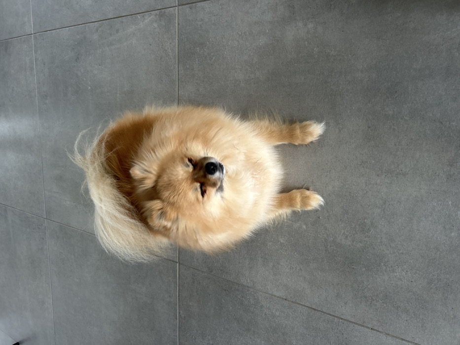This image captures a single, light orange-sable colored Pomeranian dog standing on a tiled floor in an indoor environment located in Chambœuf, France. The dog is positioned centrally, facing slightly left and upwards, with its eyes partially closed or squinted. Its characteristic fluffy coat is prominent, and its tail is curled over its back. The dog's four paws are visible. The floor consists of large, rectangular, light grey tiles with discernible grout lines, indicating an artificial surface. No other subjects, objects, or direct interactions are visible within the frame.