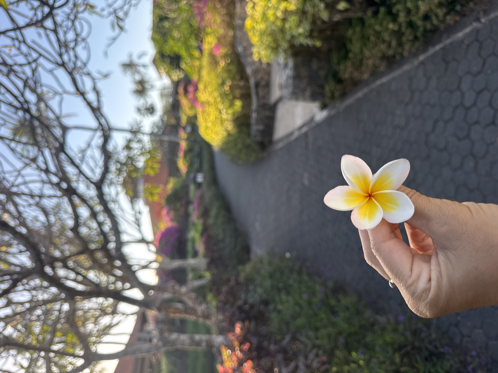 An outdoor, shallow depth of field, eye-level shot shows a person's hand holding a single white and yellow plumeria flower in the foreground. The hand has a ring on the index finger. In the background, a paved pathway curves through a garden with blooming flowers in shades of pink and yellow, and trees. The scene appears to be set in a tropical location, possibly in Kuta Selatan, Indonesia, given the presence of plumeria flowers and lush vegetation often found in such areas. The lighting suggests it is either early morning or late afternoon, with the sun casting a warm glow on the scene.