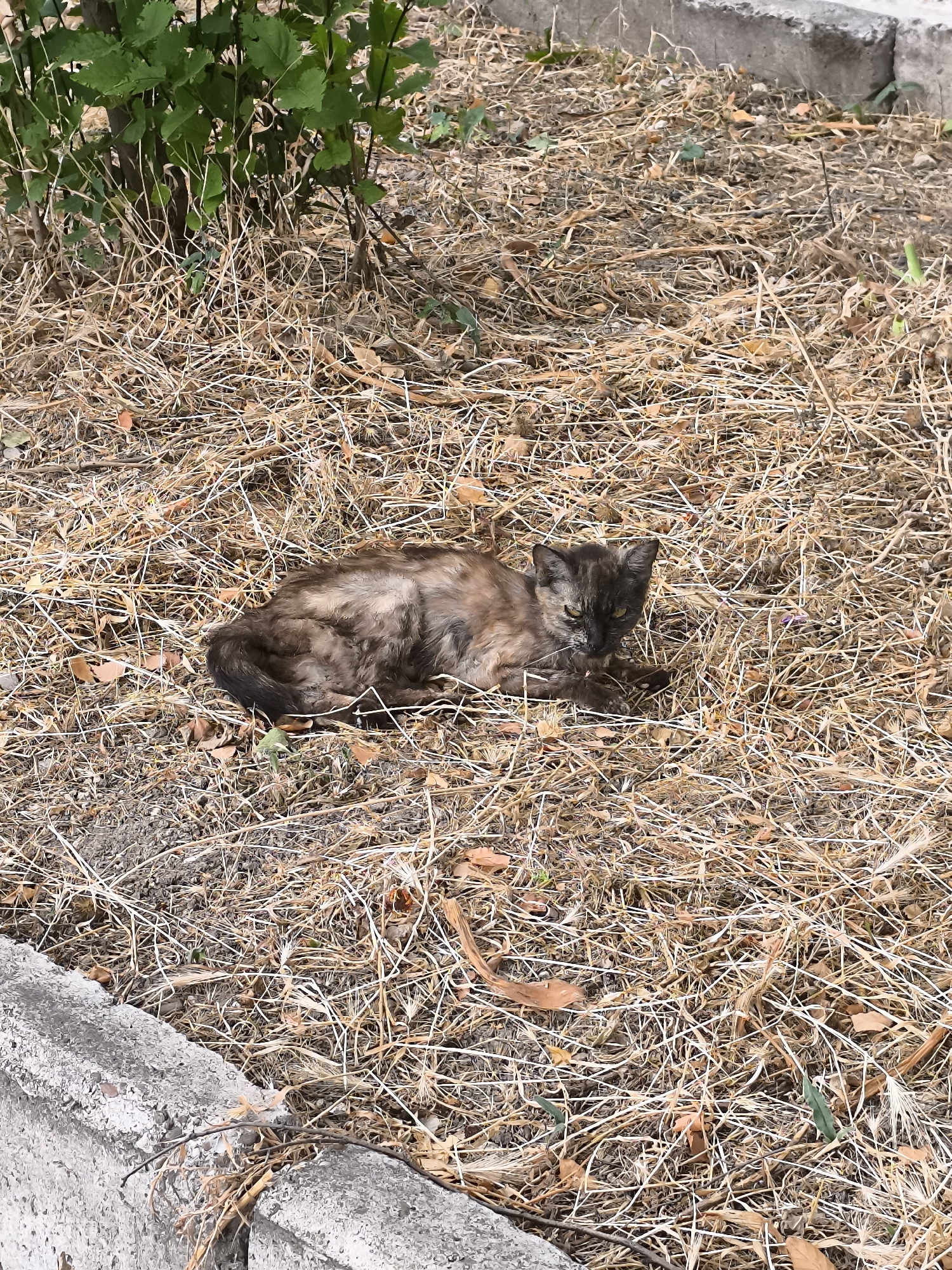 A tortoiseshell cat lies on a bed of dry grass and leaves near a concrete curb and some green foliage in Rybnitsa, Moldova. The cat, with dark and lighter patches of fur, is curled up and appears to be resting. The ground is covered with a thick layer of dry vegetation, suggesting a dry or possibly late-season environment. The concrete curb runs along the bottom left of the frame, with the foliage forming a backdrop on the upper left. The scene is outdoors, in what appears to be a natural or semi-natural urban setting.