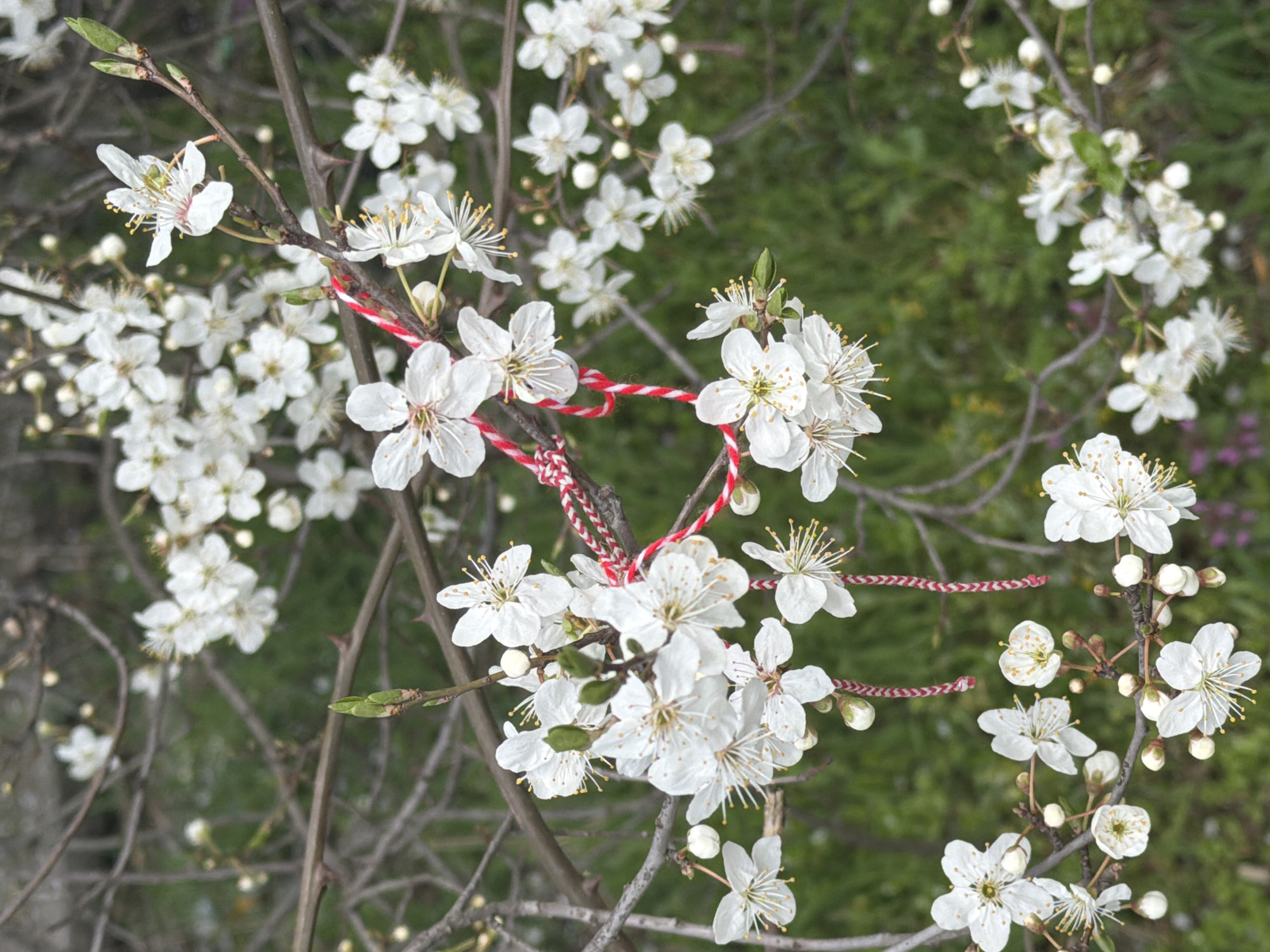 The image shows a close-up of a flowering tree branch with white blossoms, likely a cherry or plum tree, against a blurred background of green foliage. A Martenitsa, a traditional Bulgarian ornament made of red and white yarn, is tied to the branch. The tree is located in Yambol, Bulgaria. The Martenitsa symbolizes health and good luck for the wearer, and is traditionally worn from March 1st until the wearer sees a blooming tree, at which time it is tied to the tree for good luck and health.