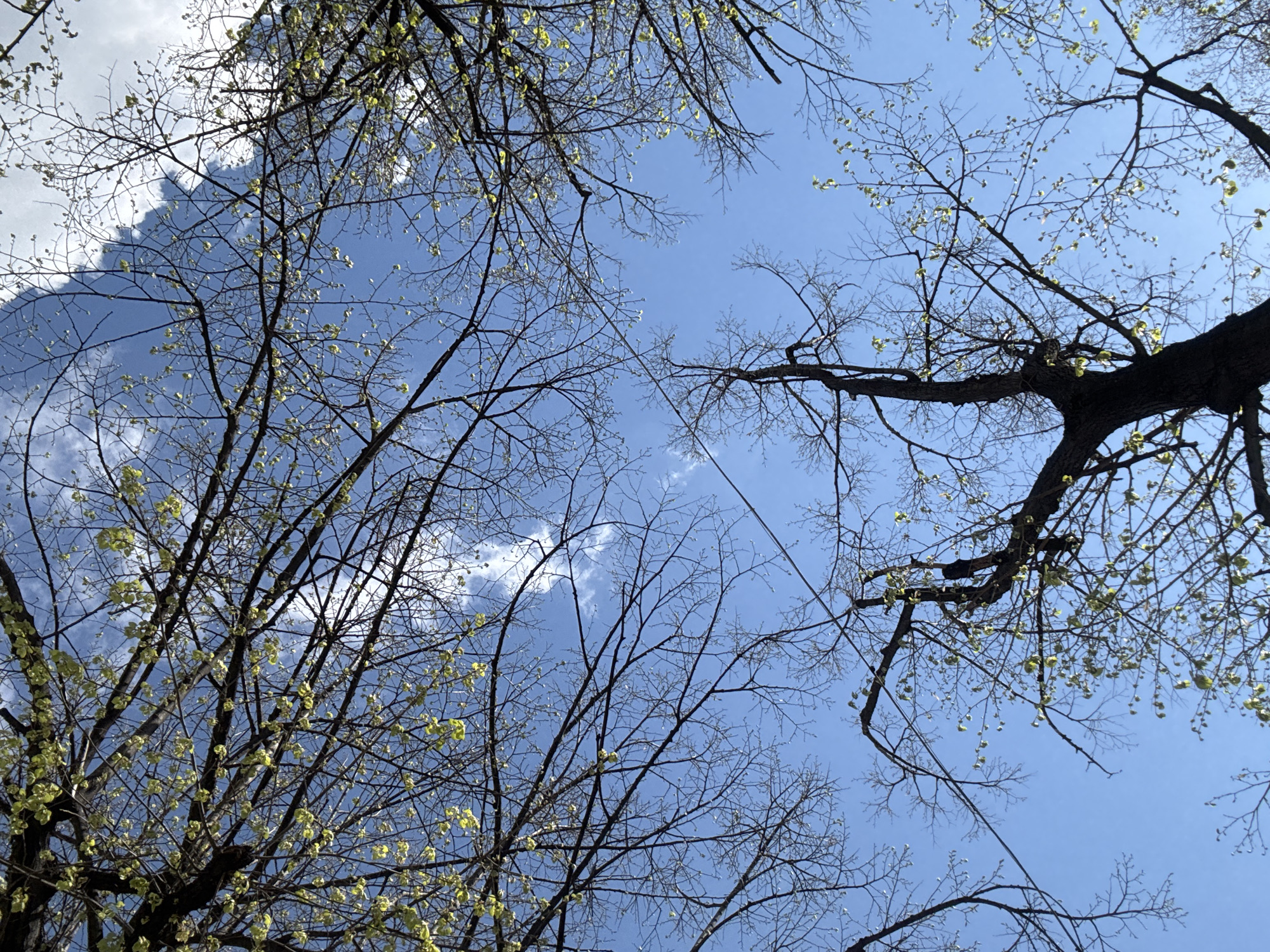 The image depicts a view looking upwards through the branches of trees against a backdrop of blue sky and scattered clouds. Some branches are bare, while others show signs of new leaf growth with small, light green buds and leaves. The branches are dark against the bright sky. The specific location in Plovdiv, Bulgaria, cannot be determined from the visual information provided.