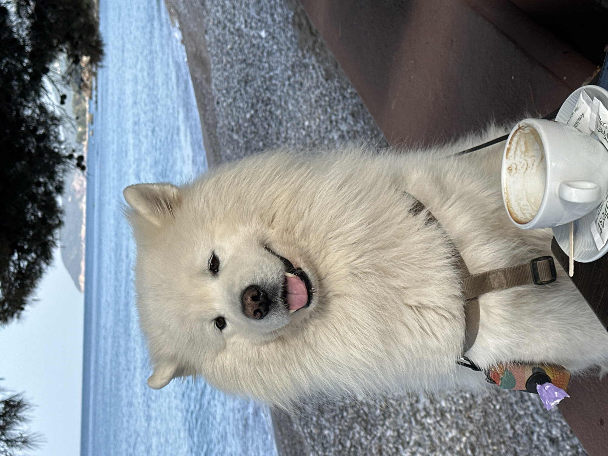 A fluffy white dog with a happy expression is the central subject of this photograph, taken in Šušanj, Montenegro. The dog, possibly a Samoyed or a similar breed, has thick white fur, dark eyes, and a black nose, with its tongue slightly out, conveying a sense of joy. It wears a brown harness around its chest.
To the right of the dog, on a dark brown surface (likely a table), rests a white coffee cup with remnants of a beverage inside, indicating it has been partially consumed. A white saucer underneath holds several individual sugar packets, some white and one brown, with visible text including "Spécial Sucrerie," "Sucre," "Delicat," and "Dolce." The coffee cup itself has "ESPRESSO" and "CAFFE" printed on it.
In the background, a serene body of water, likely the sea given the location context, stretches out in a calm blue hue. A pebbly or rocky shore separates the dog from the water. On the far left, dark green foliage from tree branches, possibly pine, frames the scene.
The image captures a peaceful daytime moment, suggesting pleasant weather. The dog appears relaxed and content, possibly accompanying its owner at a seaside cafe or restaurant. The overall impression is one of leisure and enjoyment by the water.