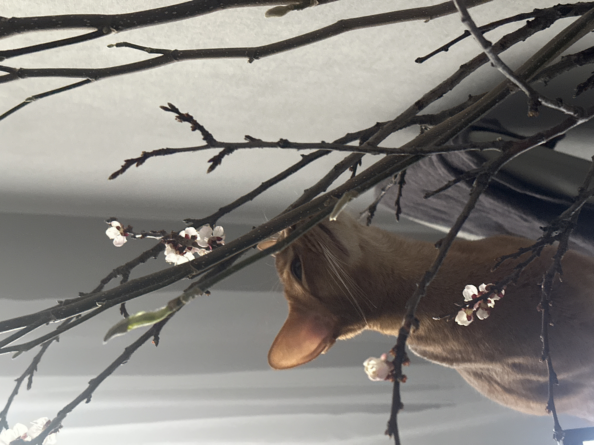 The image depicts an indoor scene in Kazan, Russia. A reddish-brown Abyssinian cat, with visible whiskers and pointed ears, is positioned on the left, intently sniffing a cluster of small, white, five-petaled flowers blooming on a collection of dark, bare tree branches. Several other small white flowers and unopened buds are present throughout the branches. A single bright green, elongated leaf bud is also visible on one of the branches. The background is a brightly lit, diffused light grey area, likely a window, and a dark grey fabric object is partially visible behind the cat and branches on the lower right. No human subjects are present in the frame.