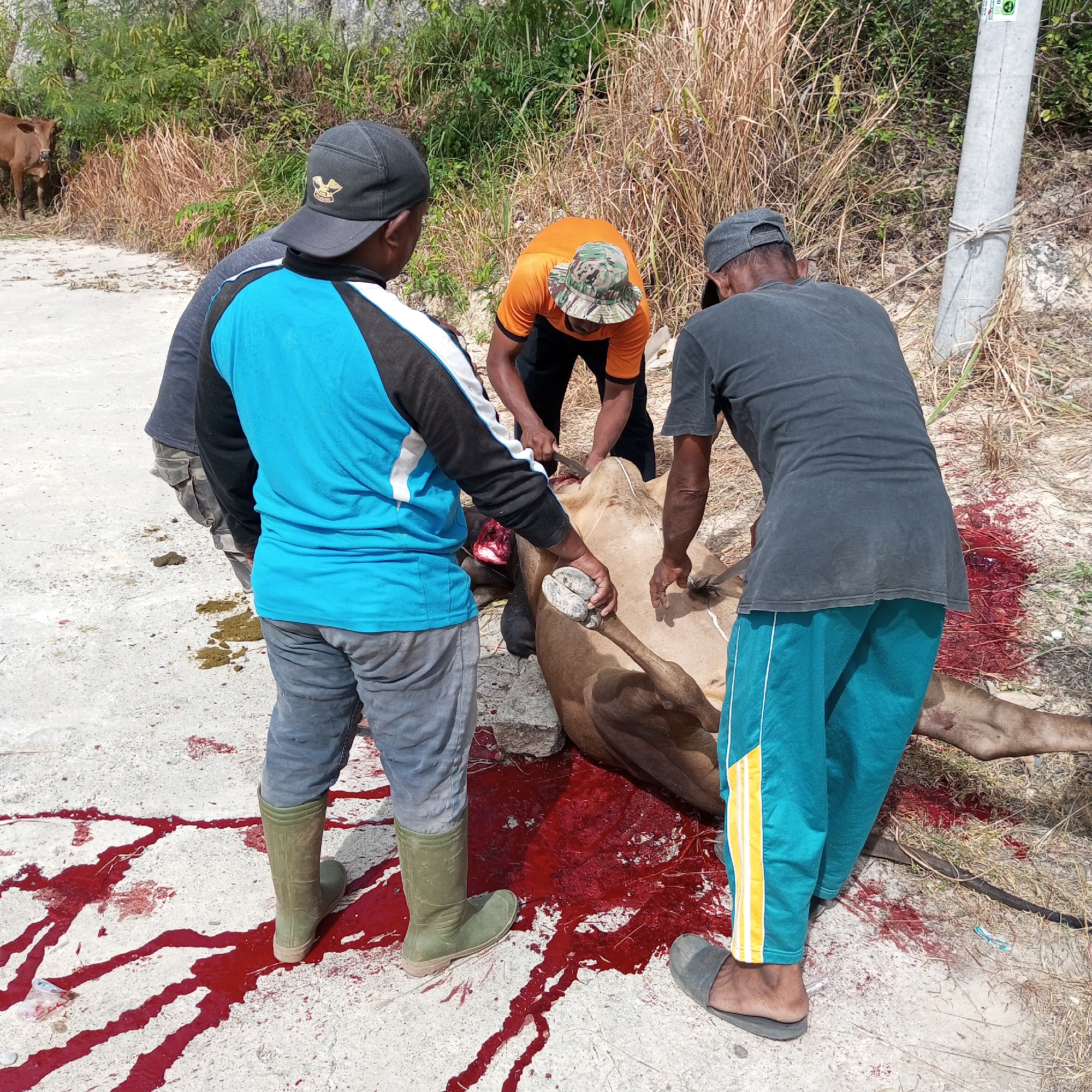 Three men are slaughtering a cow on a concrete surface near vegetation. The scene is in Lhokseumawe, Indonesia. One man wears a blue and black shirt with grey pants and green boots. Another man wears an orange shirt and a camouflage bucket hat. The third man wears a grey shirt and teal pants with a yellow stripe, and grey sandals. The cow lies on its side in a pool of blood. A brown cow stands in the background. There is a concrete pole with a rope tied around it. Animal feces is visible on the concrete.