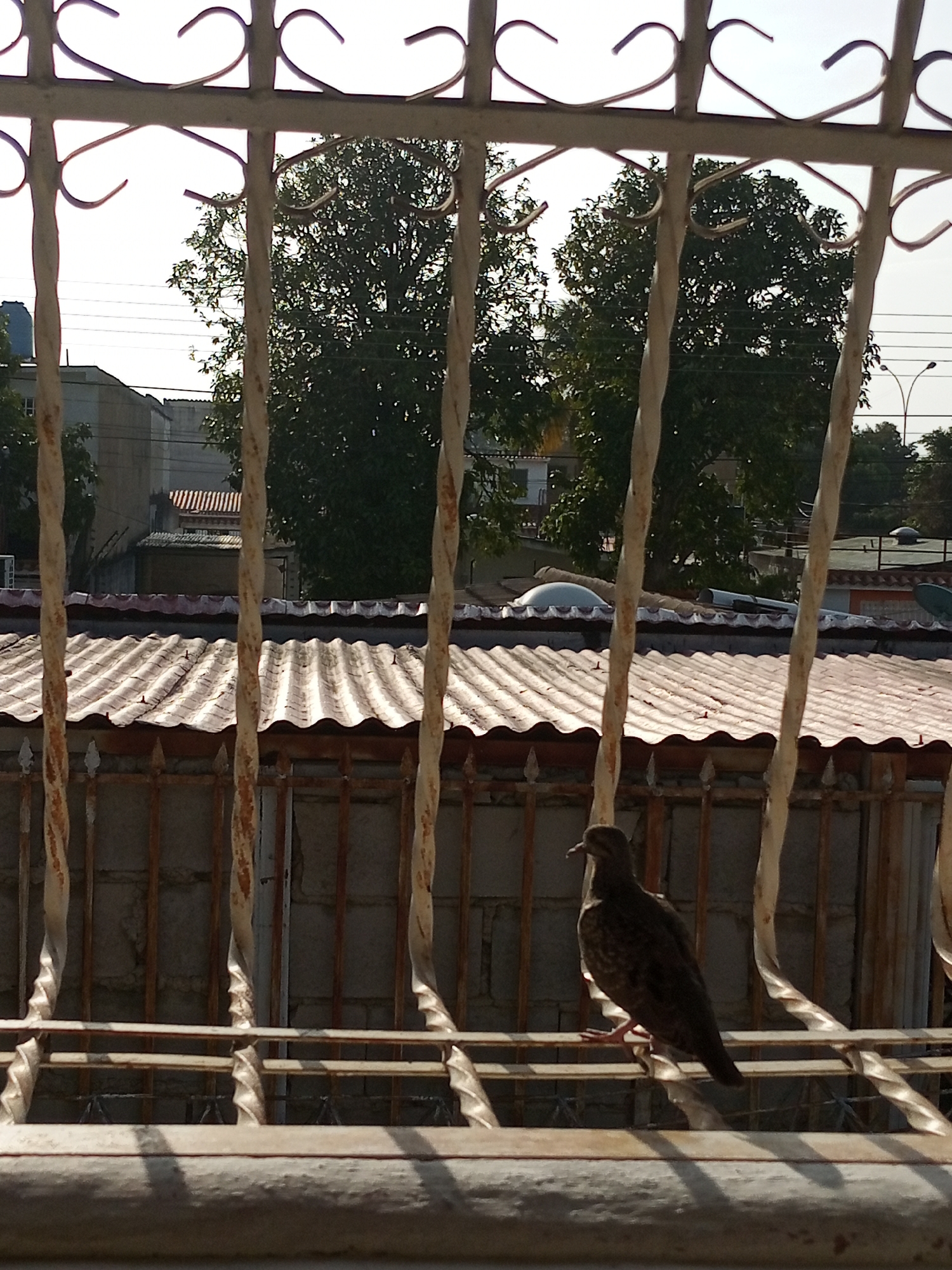 A pigeon is perched on a metal window grate, viewed from inside a building. Outside the window, corrugated metal roofs of other buildings are visible, along with trees and houses in the distance. The scene is observed in Palo Negro, Venezuela.