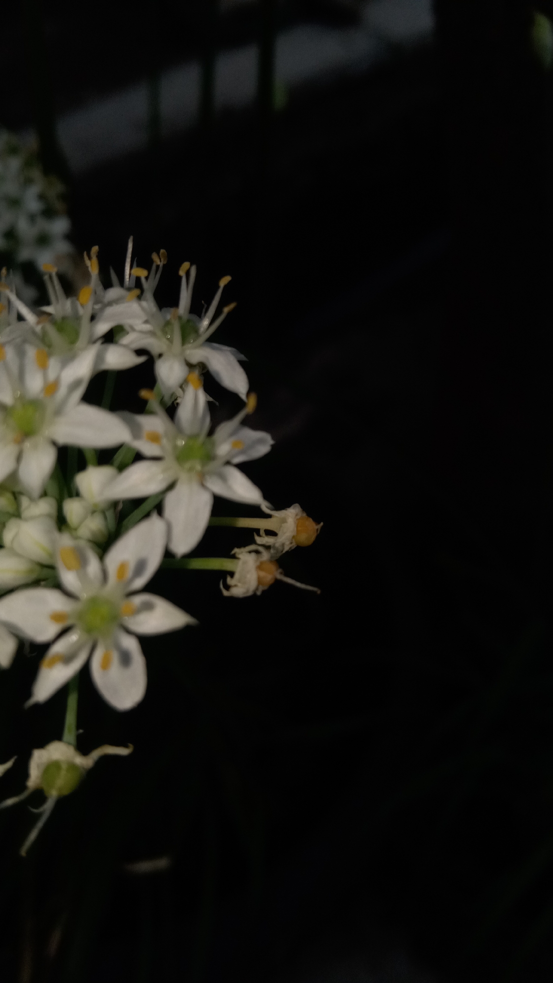 The image shows a close-up of white flowers with yellow stamens against a dark, out-of-focus background. Some of the flowers are in full bloom, revealing their delicate petals, while others appear to be buds or wilting. A shadow, possibly cast by a fence or trellis, is visible in the upper left portion of the frame. The overall impression is of a plant in an outdoor setting at night. There are no people or specific identifiable landmarks to suggest a location within Kediri City, Indonesia.