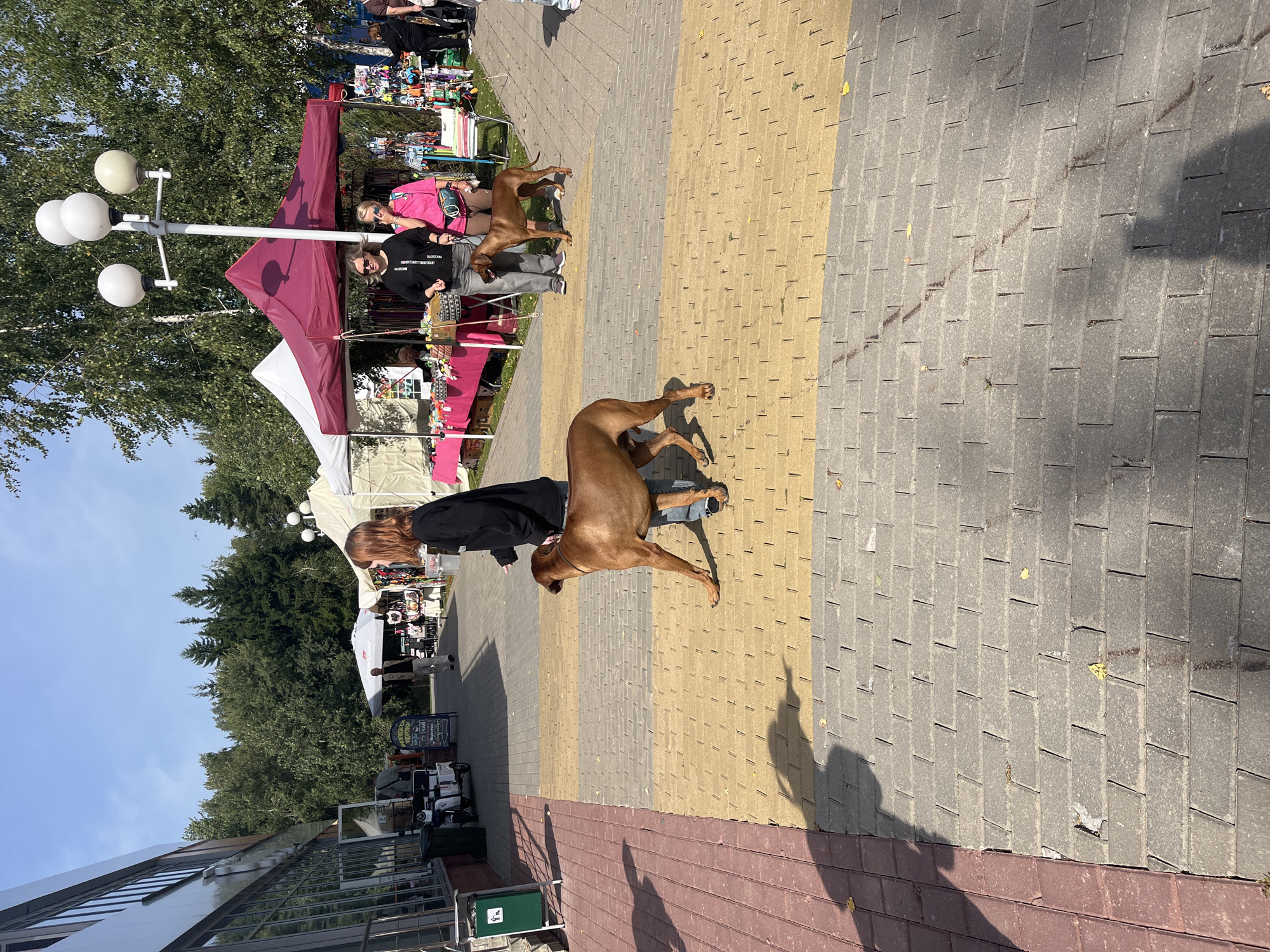 The image depicts an outdoor scene in the city of Lahojsk selsaviet, Belarus. In the foreground, a large, brown dog is walking on a paved pathway made of yellow and gray rectangular bricks. A person, partially visible, is walking the dog. In the middle ground, there are several market stalls with colorful tents set up. Two women are standing near one of the stalls, and another brown dog is near them. In the background, there are trees and a building. The sky is clear and blue. The overall atmosphere appears to be a sunny day at a local market or fair.