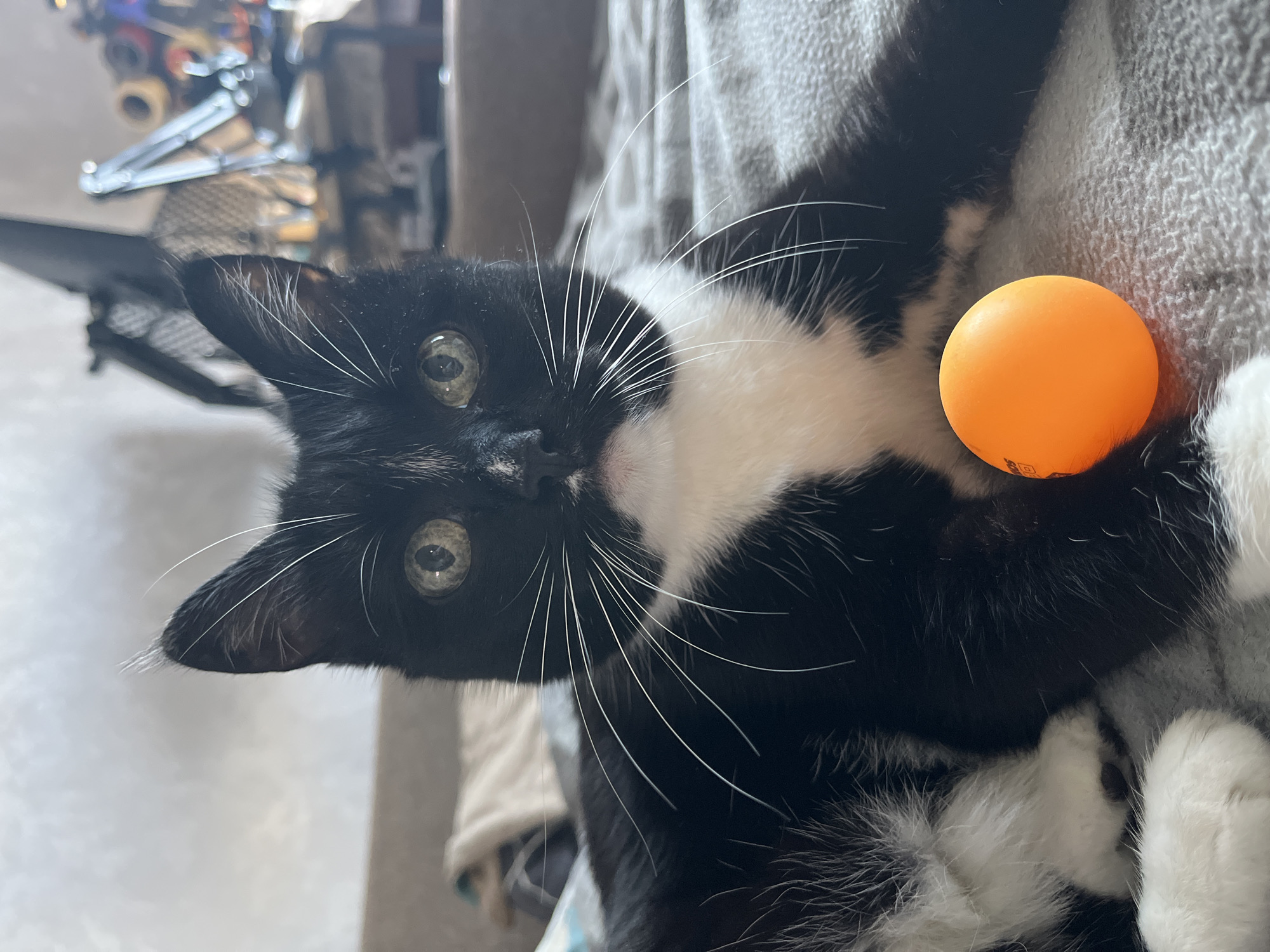 A black and white cat with green eyes lies on a gray blanket with an orange ping pong ball in front of it. The cat is looking at the camera. In the background, there is a couch and a shelf with various items. The scene is indoors. There is no information about the location in Moscow, Russia.