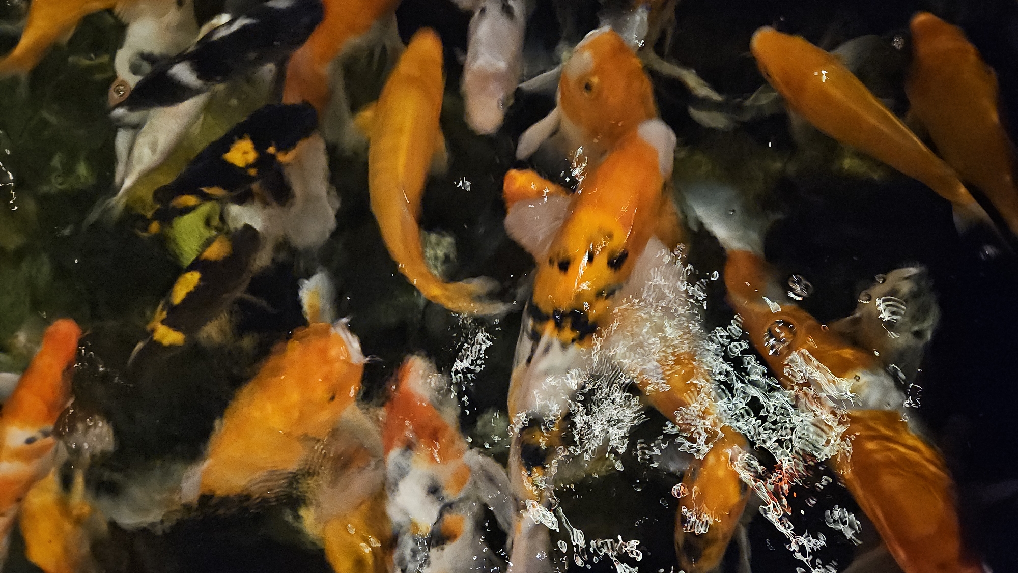 The image captures an overhead view of a dense group of koi fish swimming in dark water, likely a pond or a large tank. The primary subjects are numerous koi fish, displaying a vibrant array of colors and patterns. Many are bright orange or golden, some are white, others are black, and several exhibit striking black and yellow mottled patterns.
The fish are actively swimming, with several gathered near the surface, causing ripples and splashes of white foam and bubbles, particularly in the mid-right section of the frame. This activity suggests they might be feeding or interacting dynamically. The water itself appears dark, providing a strong contrast to the bright colors of the fish.
Notable details include the close-up perspective that allows for clear observation of the fish's individual markings and the texture of the disturbed water. There are no people visible, nor are there any discernible location cues within the image itself to confirm the provided context of Cam Đức, Vietnam. The lighting suggests an indoor setting or a shaded outdoor environment, as there is no direct sunlight. No text is visible in the media file. The scene conveys a sense of lively movement and natural beauty.