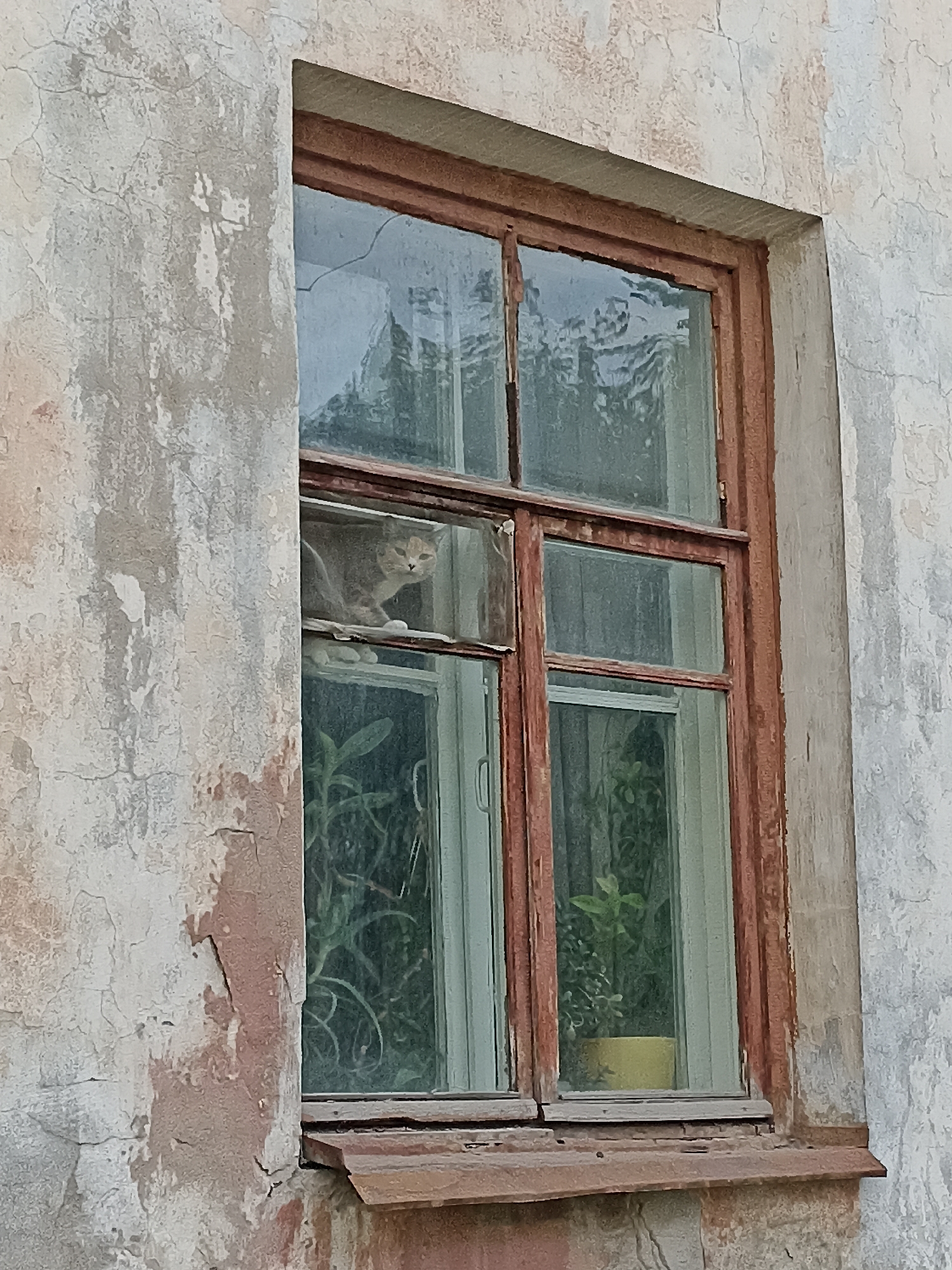 A cat is perched on the windowsill of an old, weathered window in a building. The window has a wooden frame painted reddish-brown, with visible peeling paint and wear. The glass panes reflect the surroundings, suggesting an outdoor scene with trees. Inside the window, two potted plants are visible. The building's exterior wall is made of plaster that is cracked and peeling, revealing older layers of paint and brickwork. The overall impression is one of age and neglect. This scene is located in Novosibirsk, Russia.